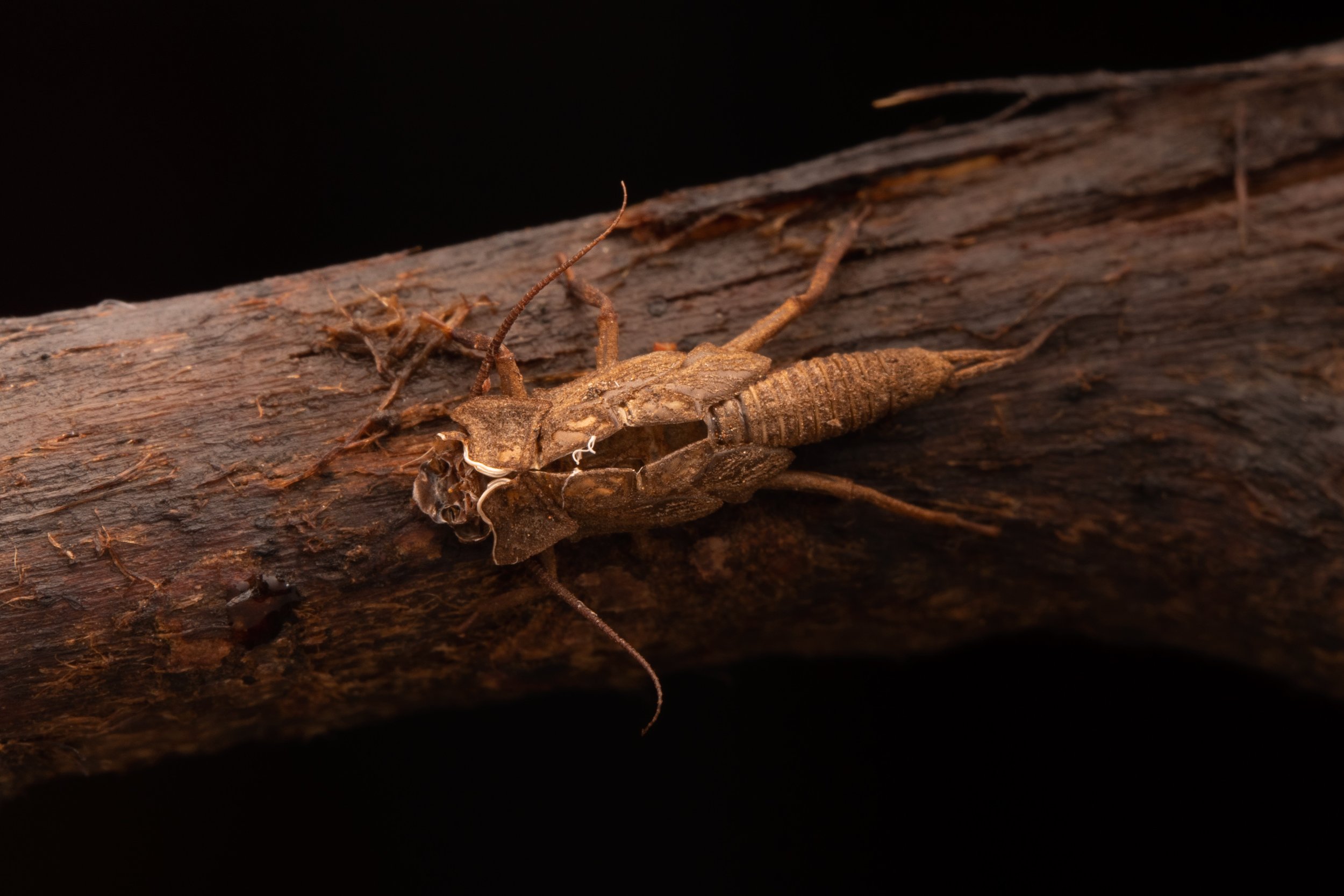 Plecoptera - 67.jpeg