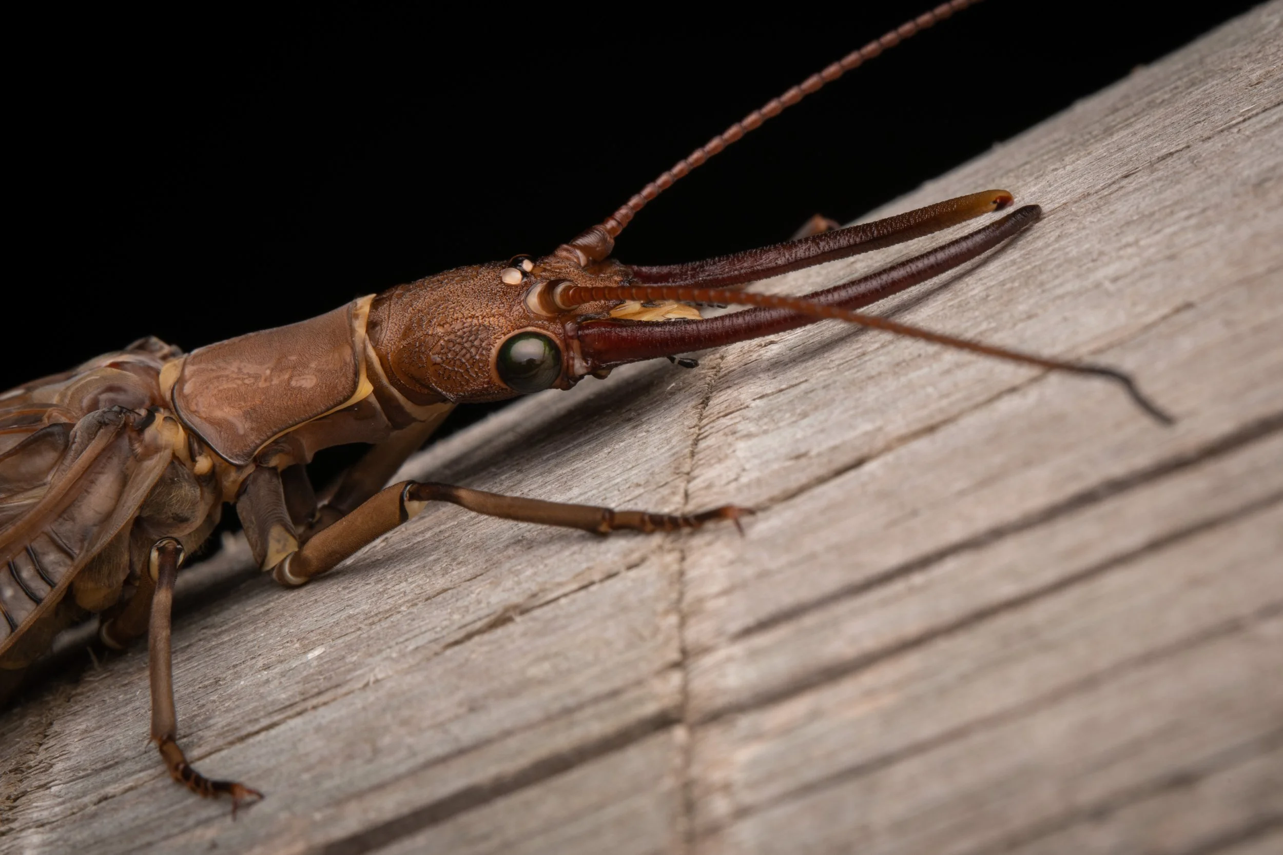 Megaloptera - 11.jpeg