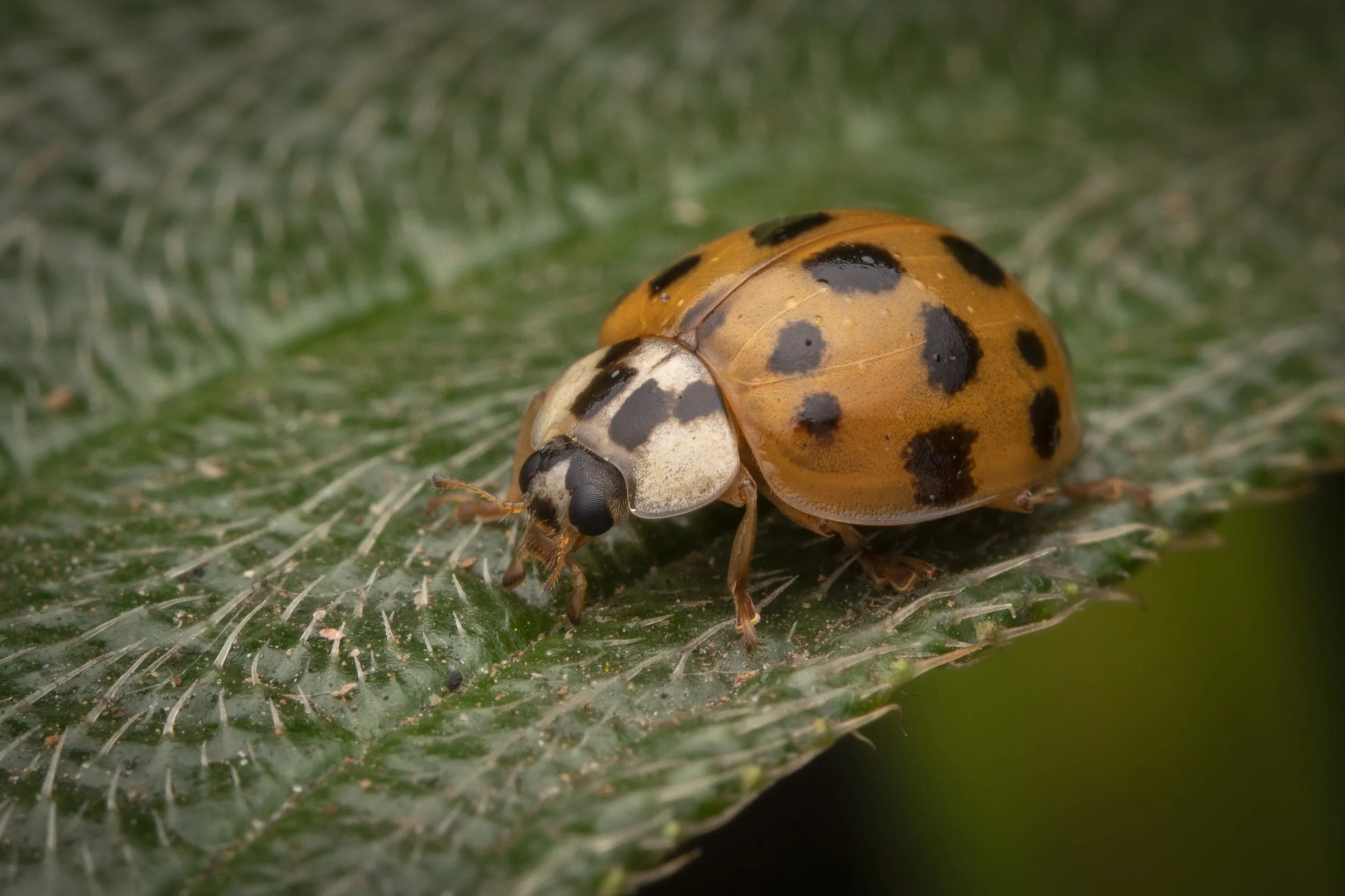 Coleoptera - 82.jpg