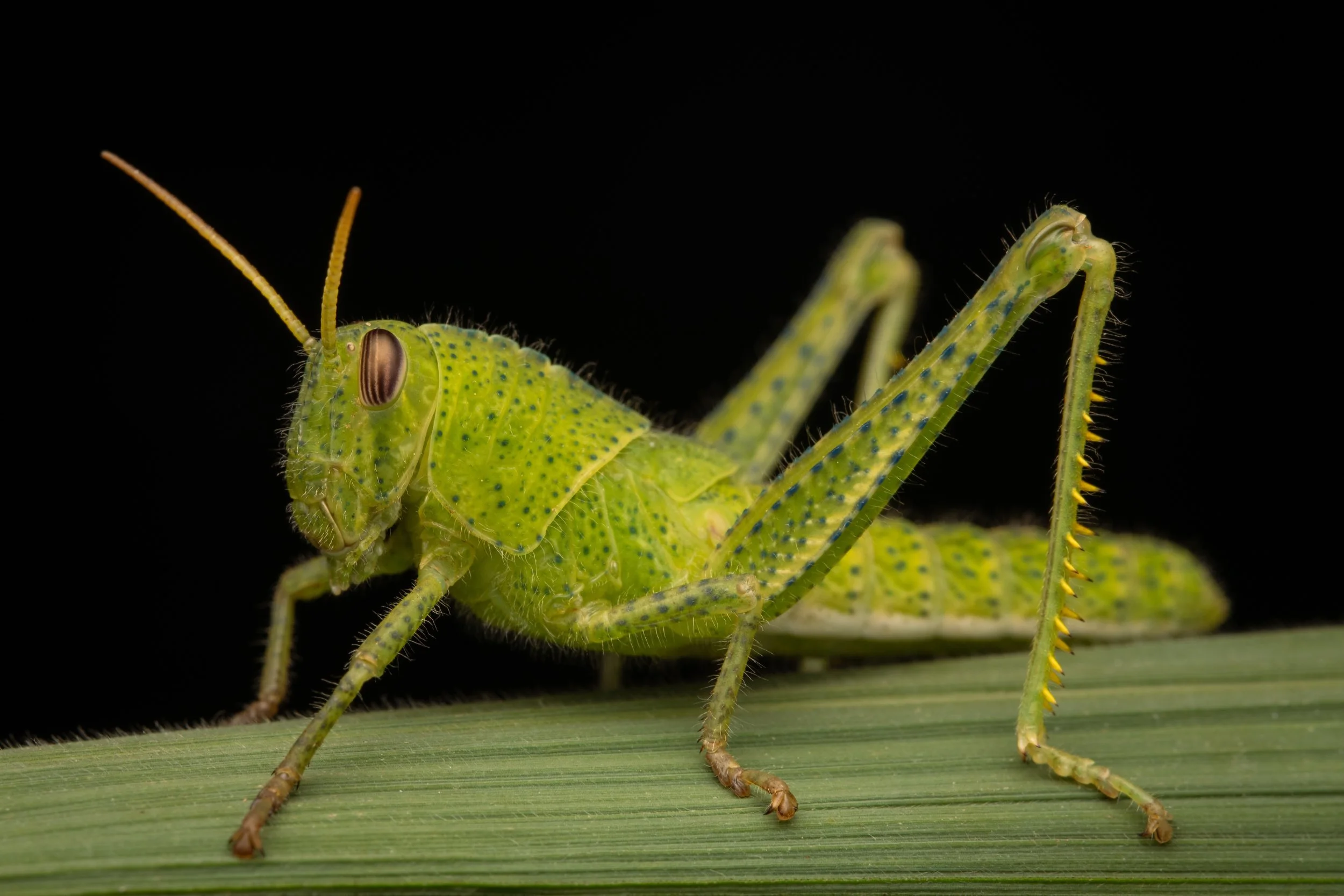 Orthoptera - 10.jpeg