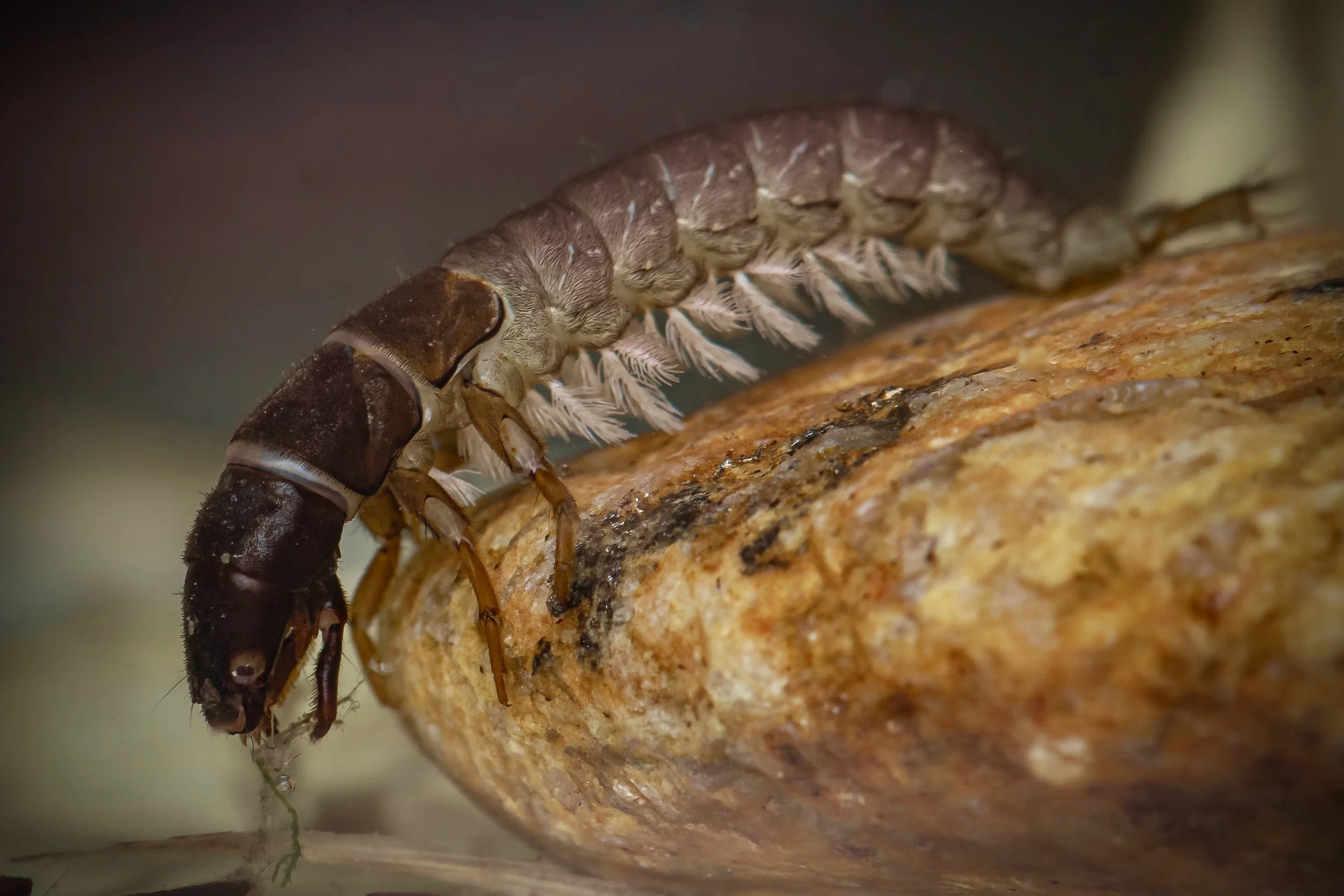 Trichoptera - 23.jpeg