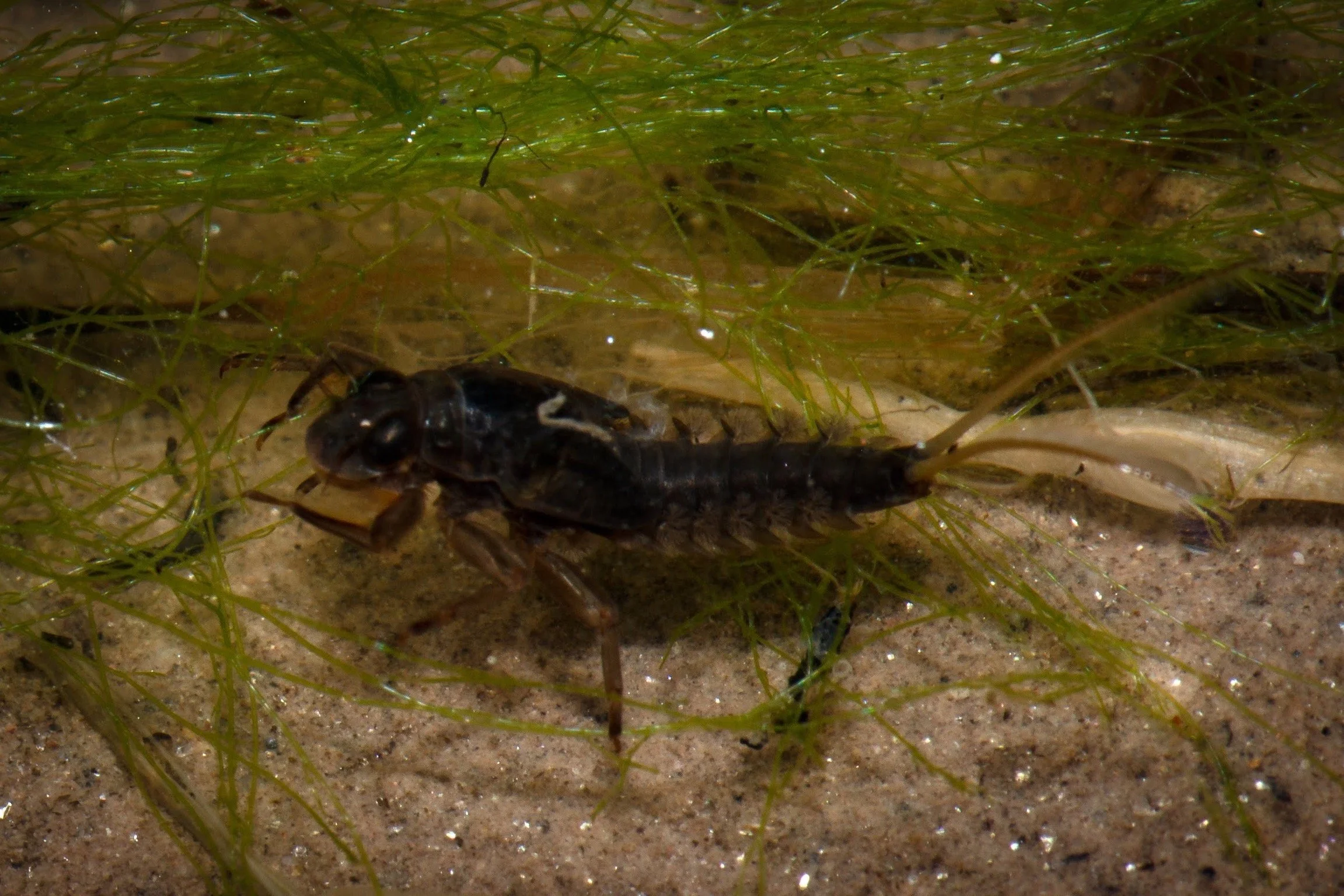 Oligoneuriidae - 3.jpeg