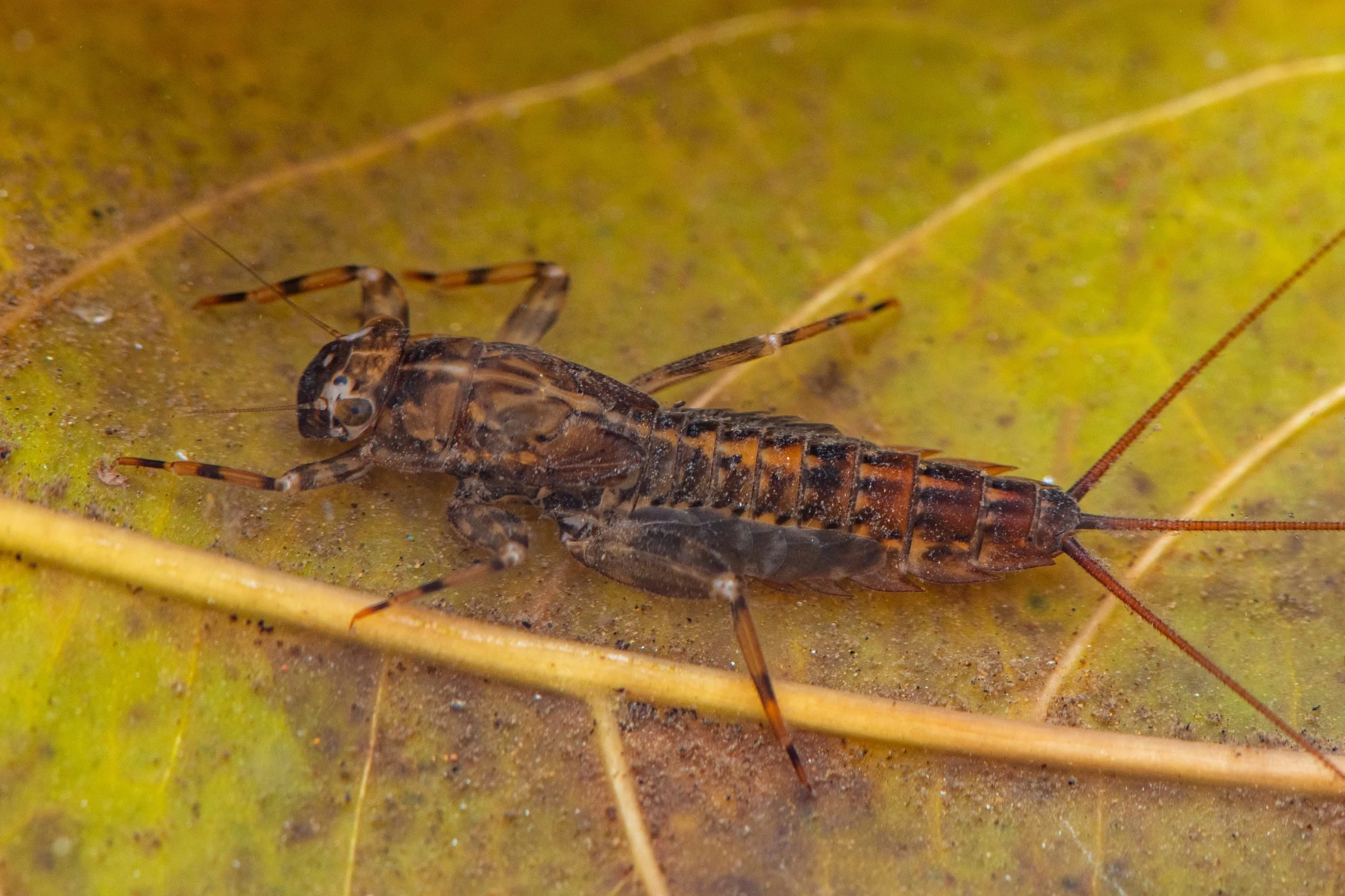 Leptophlebiidae - 43.jpeg