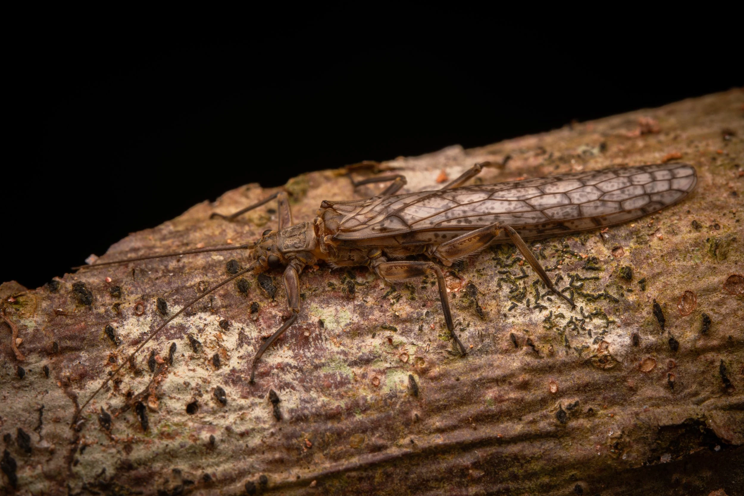 Plecoptera - 15.jpeg