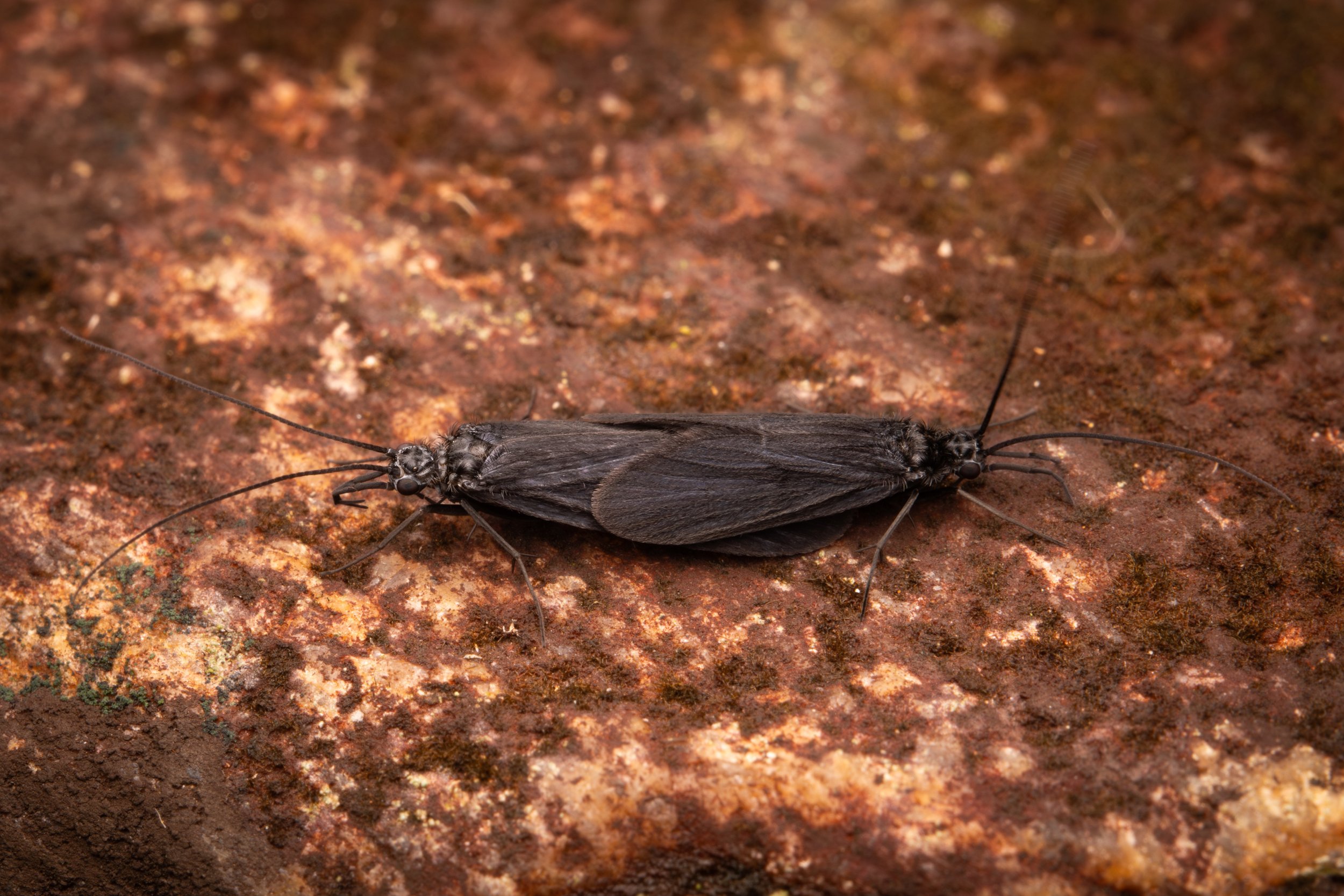 Trichoptera - 17.jpeg