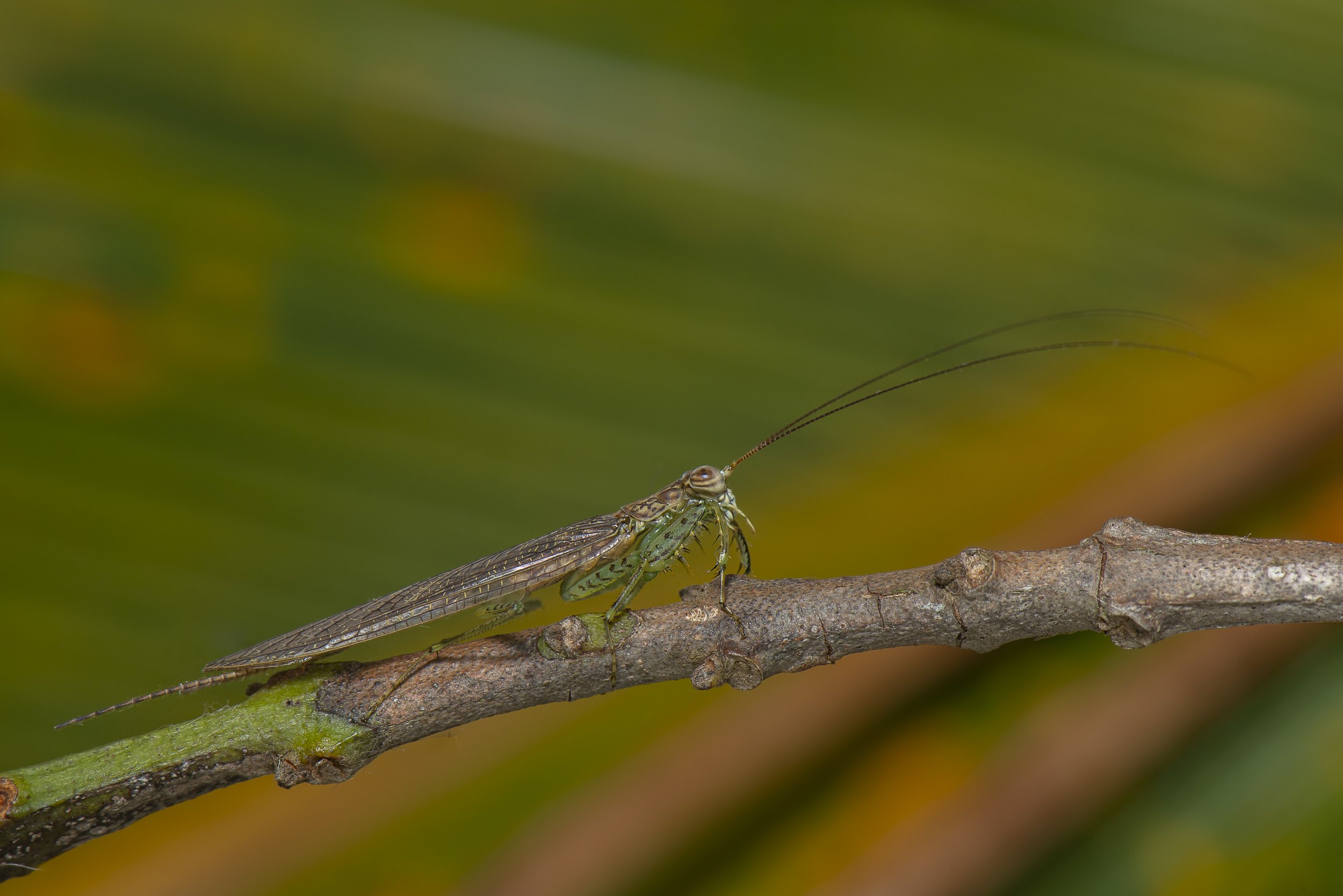 Mantodea - 71.JPG