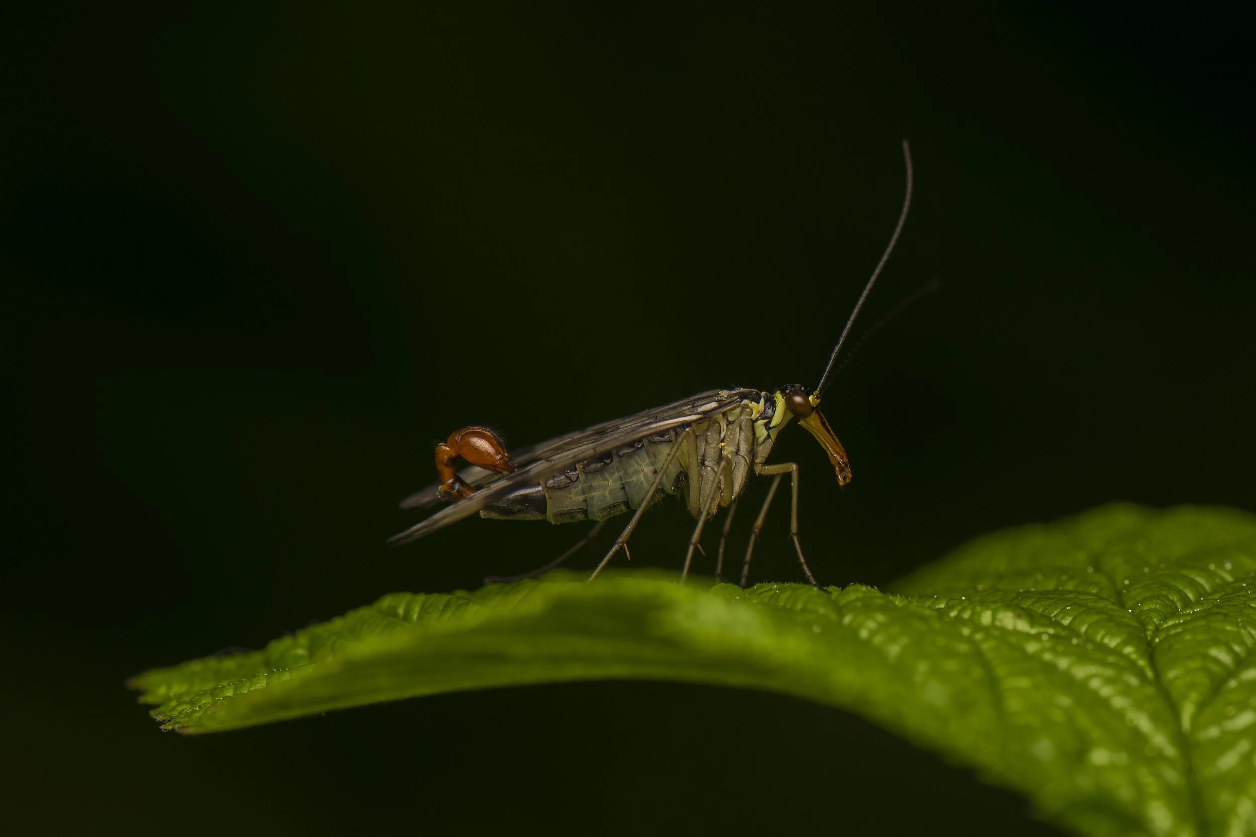 Mecoptera - 3.jpg