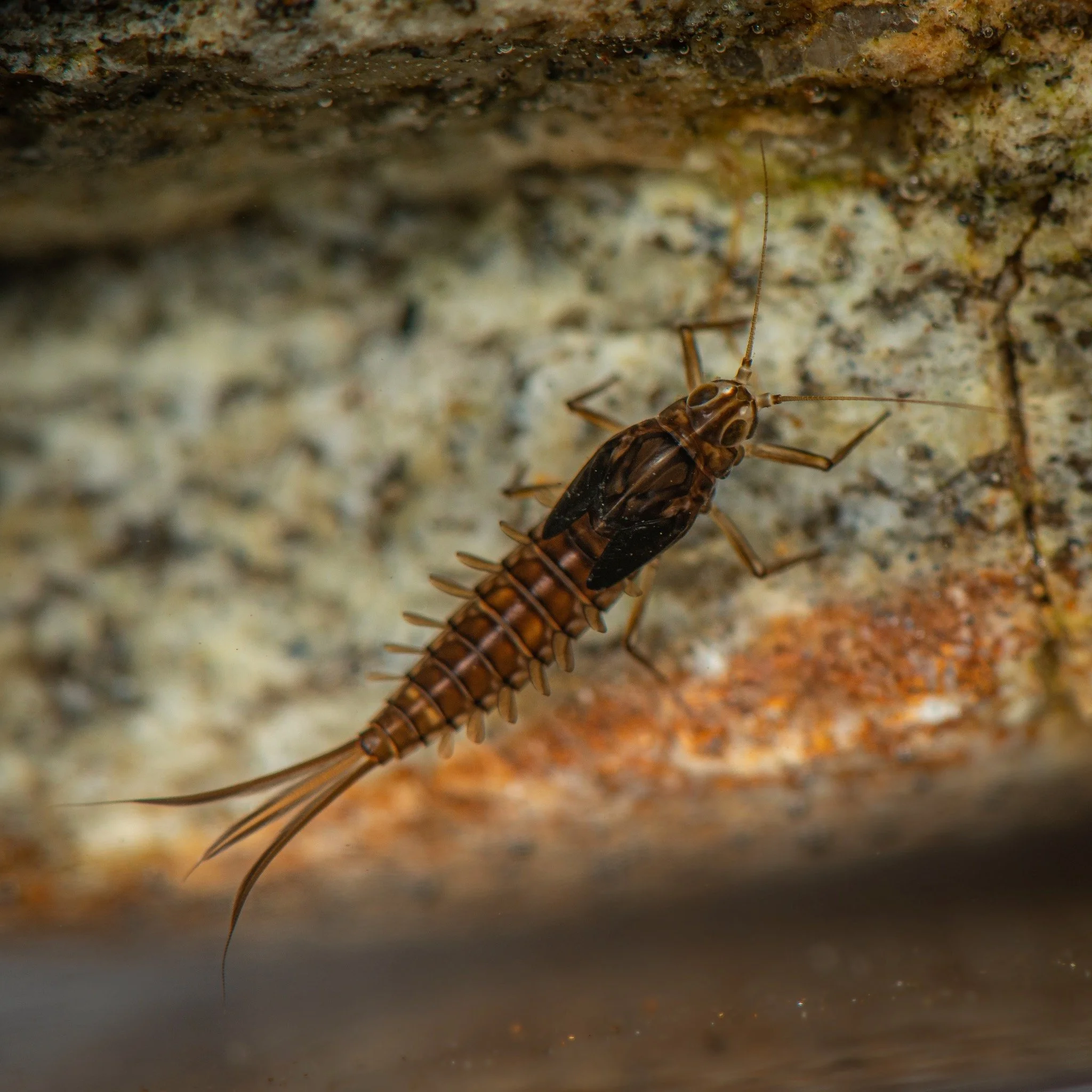 Baetidae - 16.jpeg