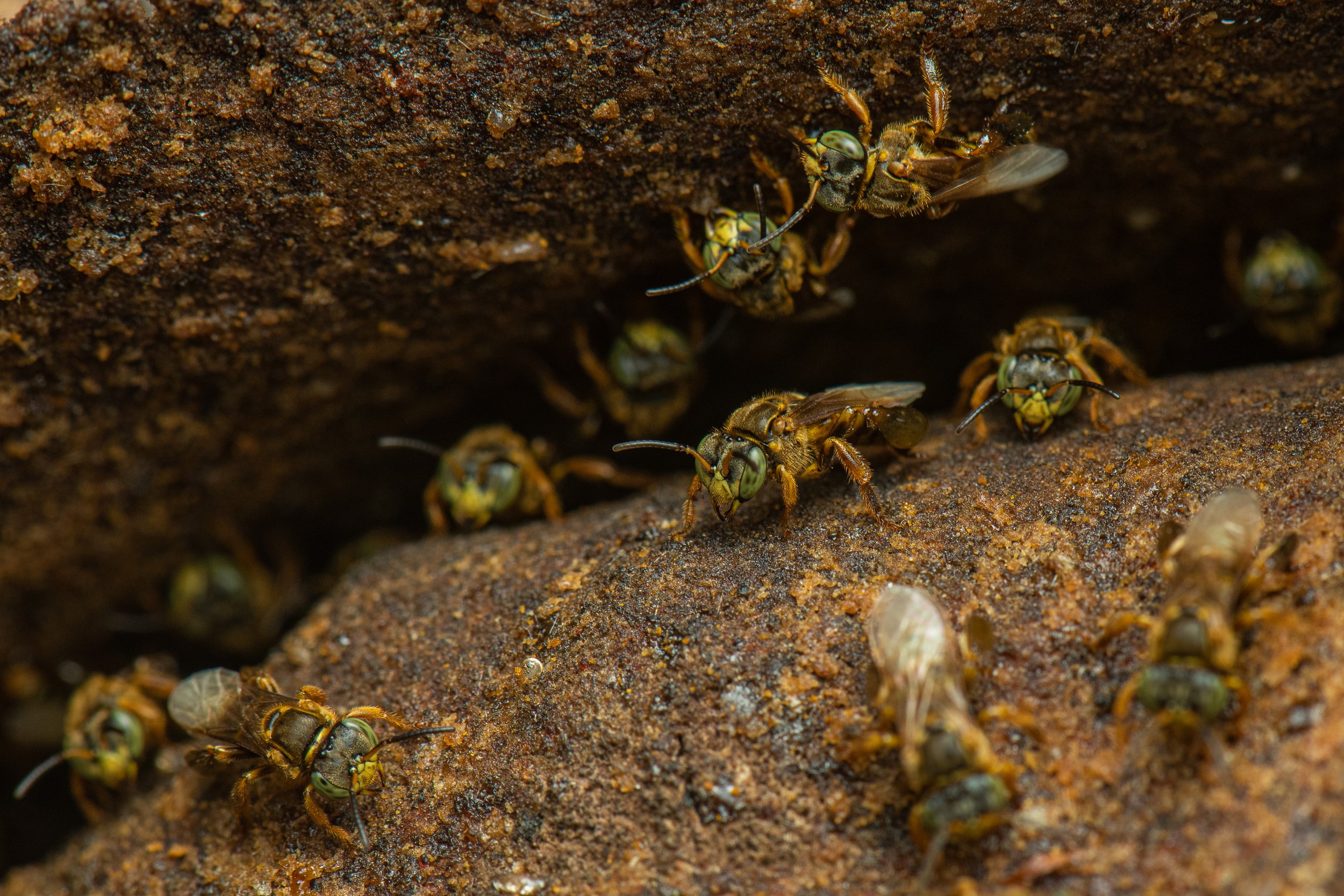 Hymenoptera - 67.jpg