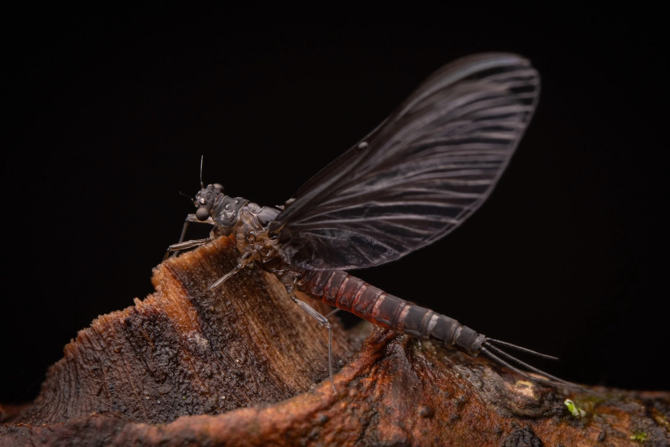 Leptohyphidae - 5.jpeg