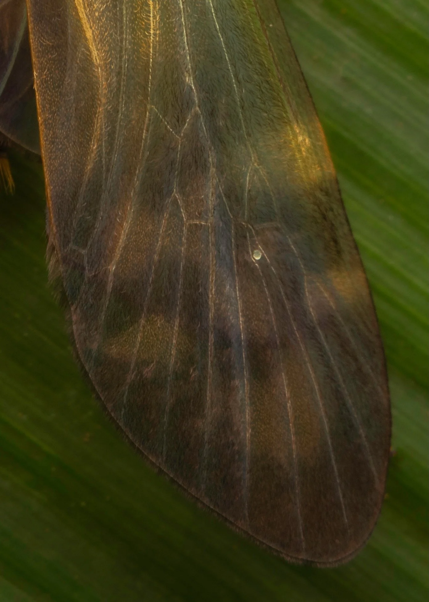 Trichoptera - 8.jpeg