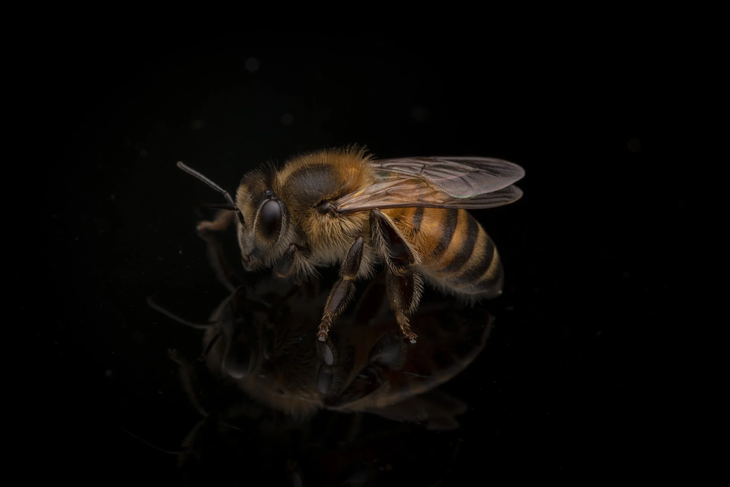 Hymenoptera - 39.jpg