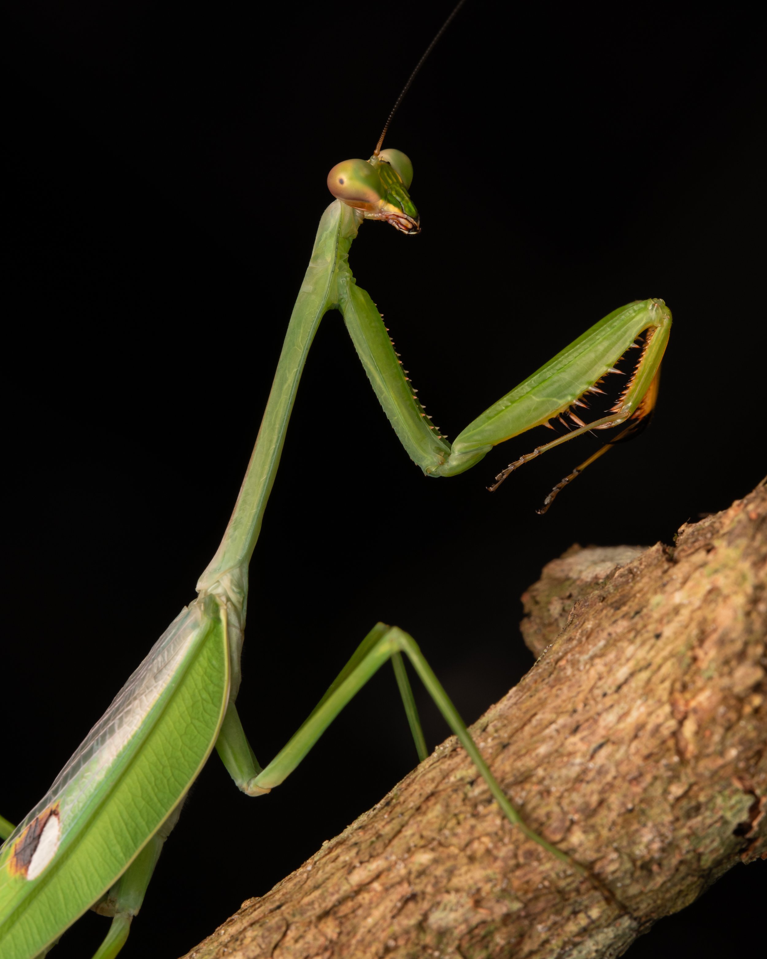Mantodea - 15.jpg