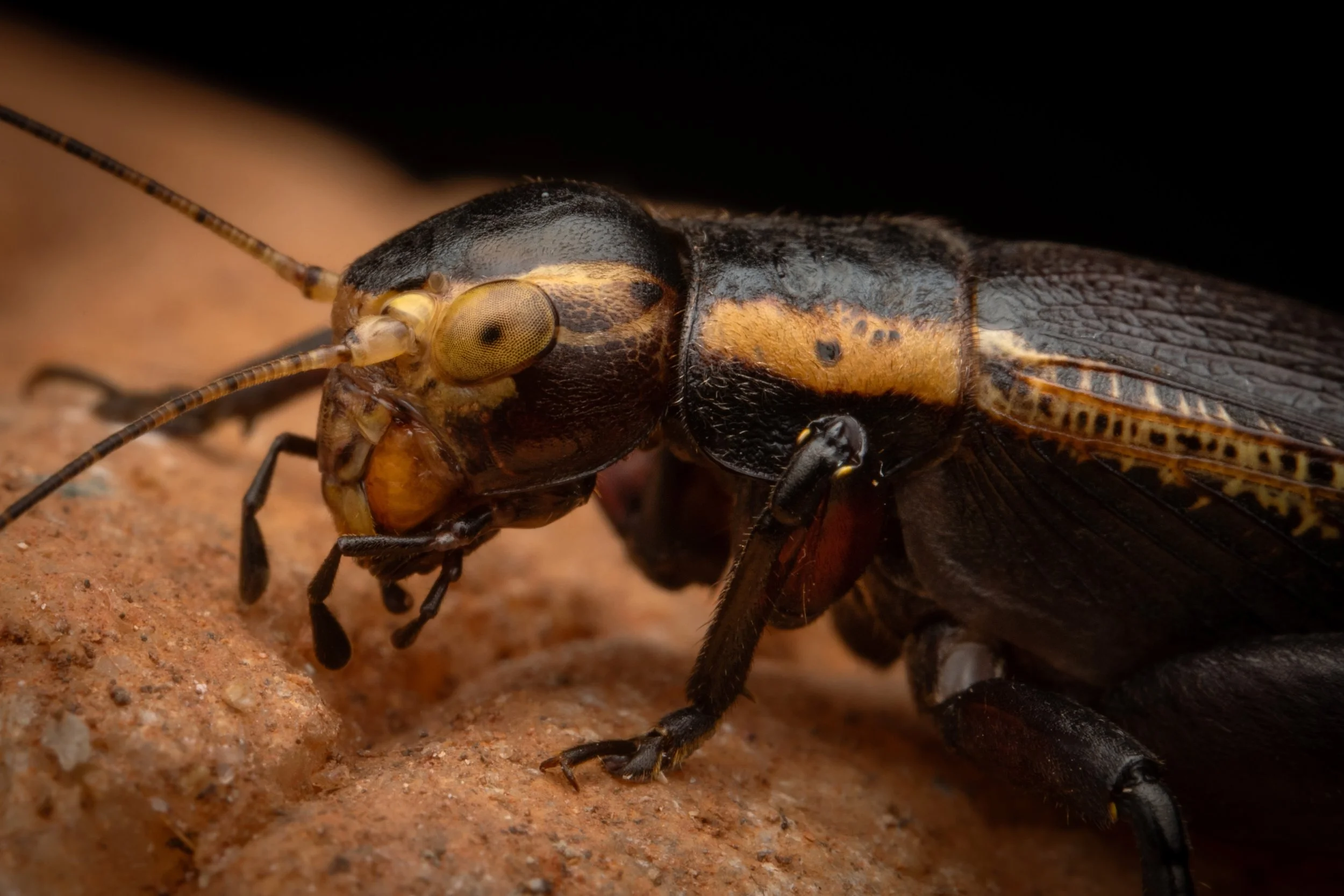 Orthoptera - 16.jpeg