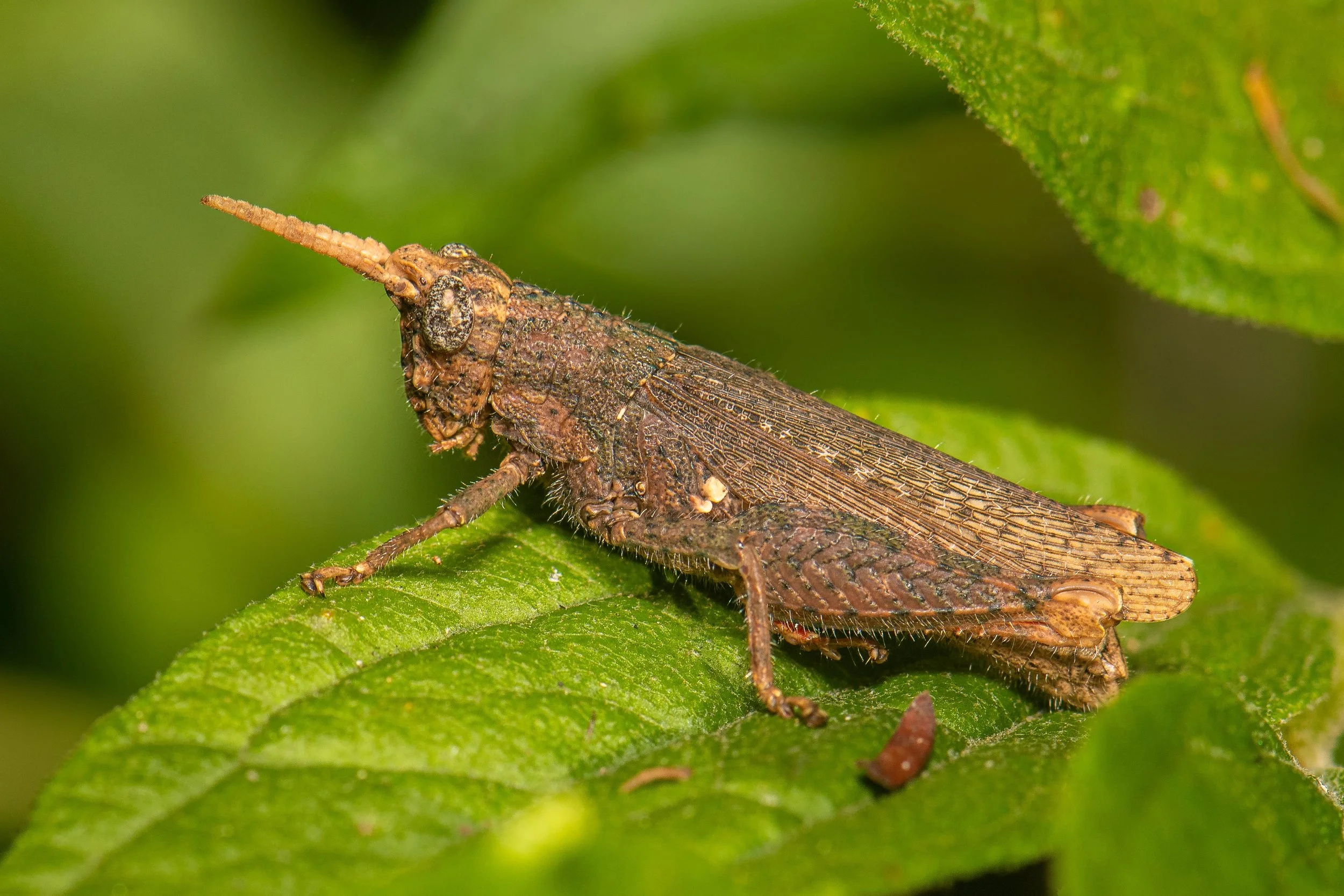 Orthoptera - 71.jpeg