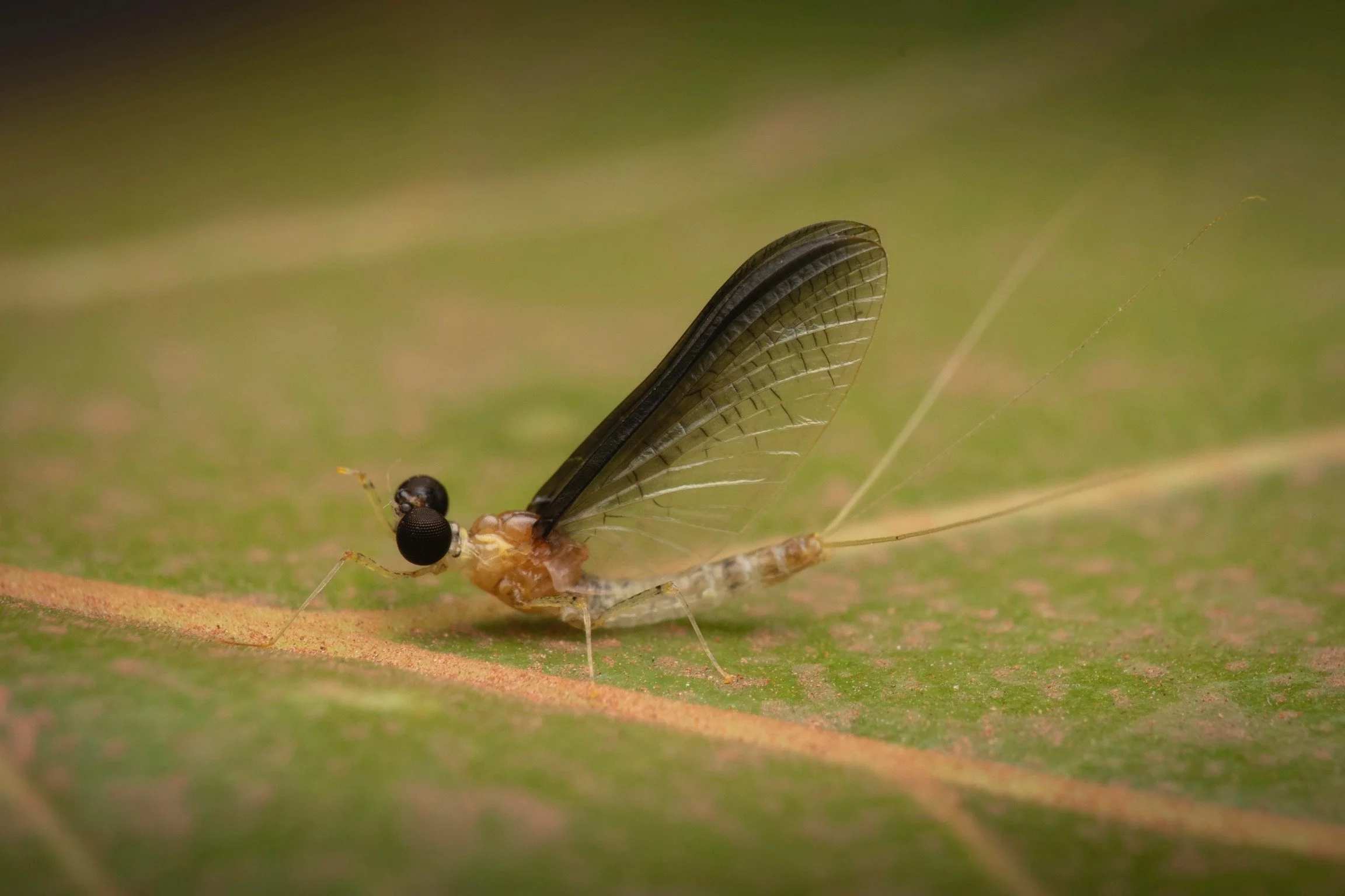 Coryphoridae - 4.jpeg