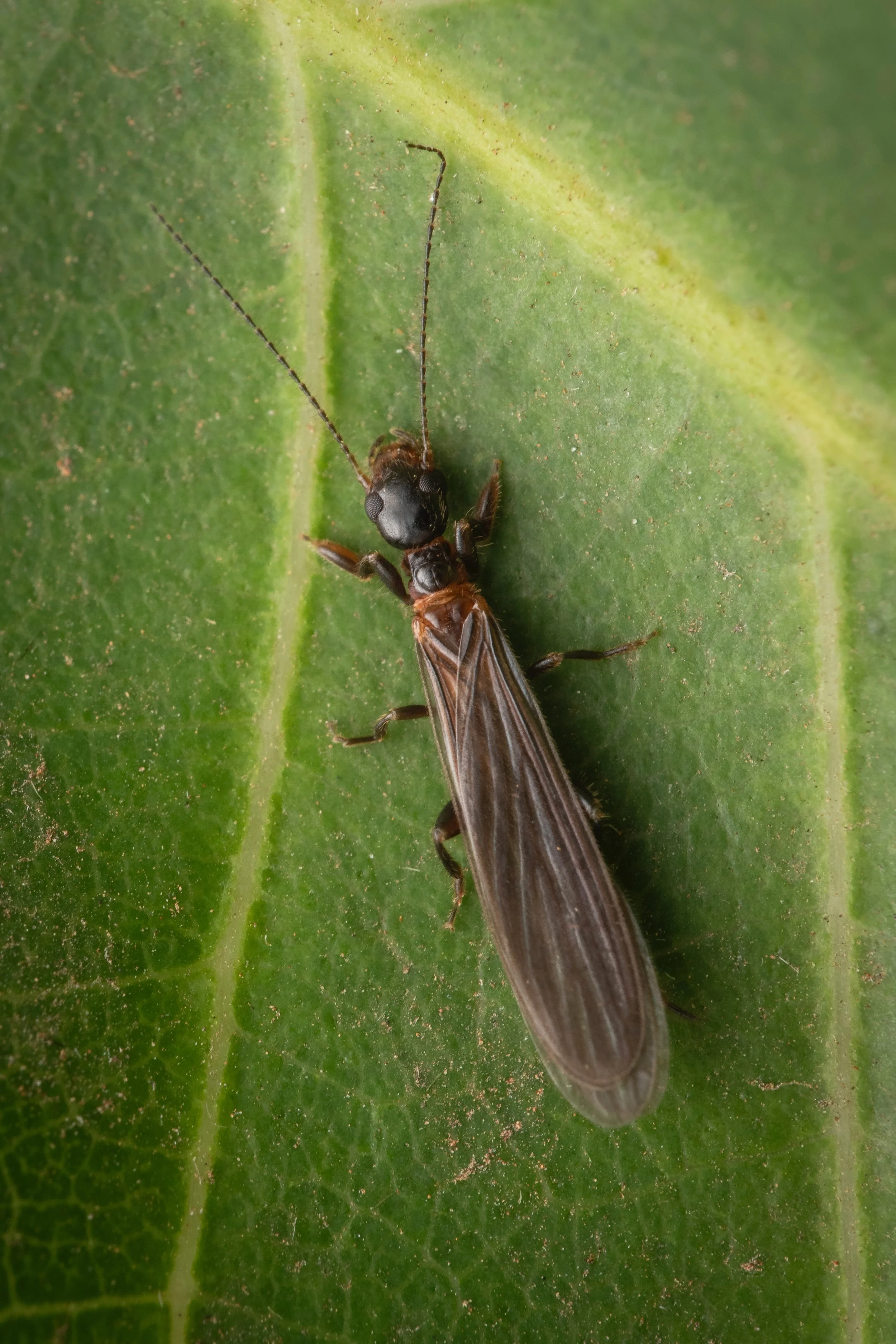 Embioptera - 09 - 1.jpeg