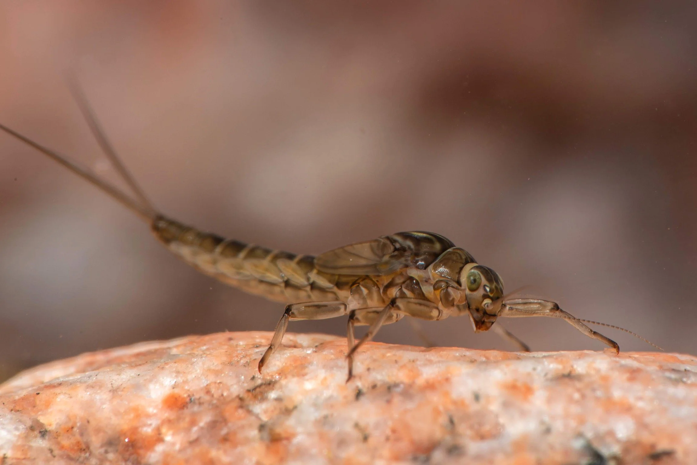 Baetidae - 14 (1).jpeg