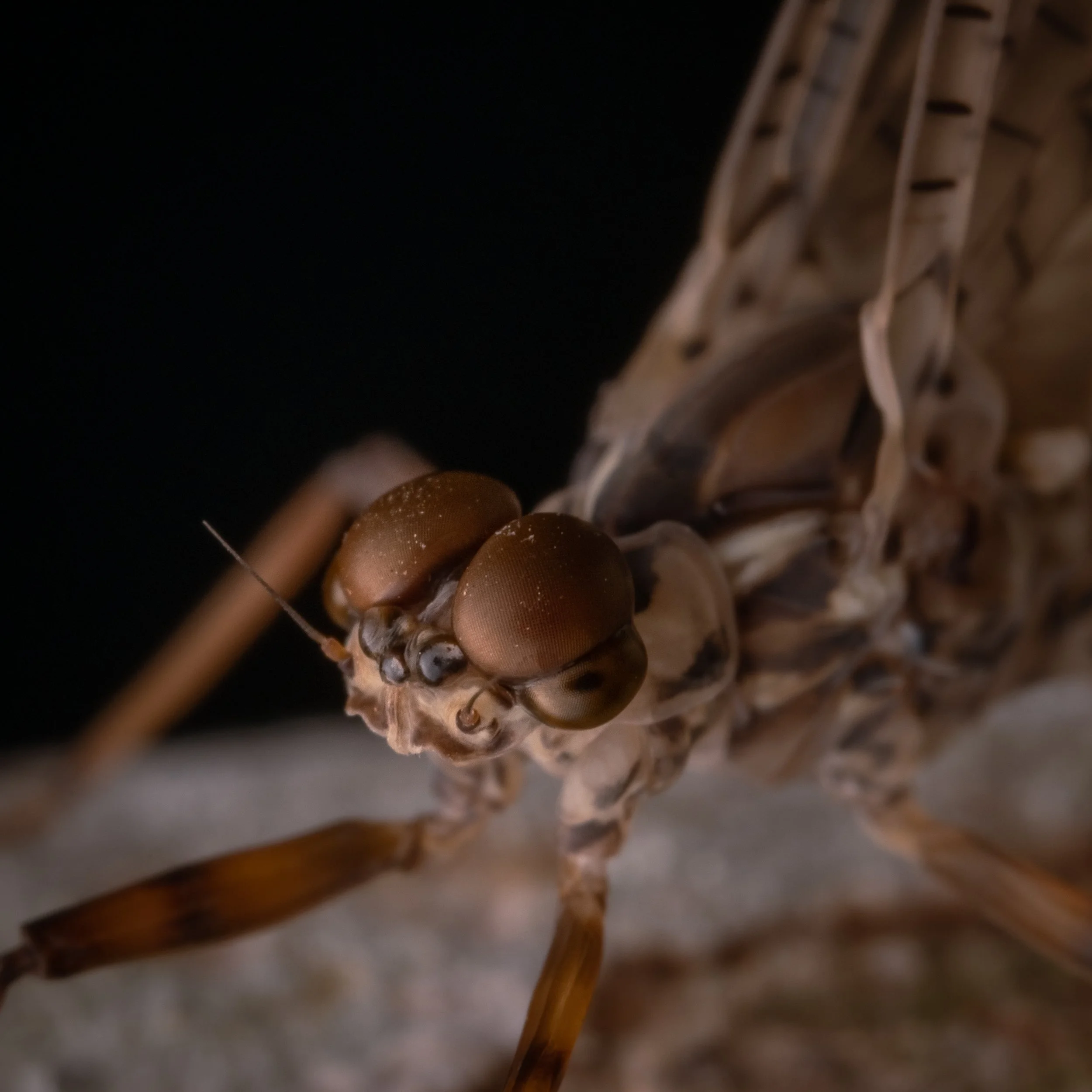 Ephemeroptera - 69.jpg