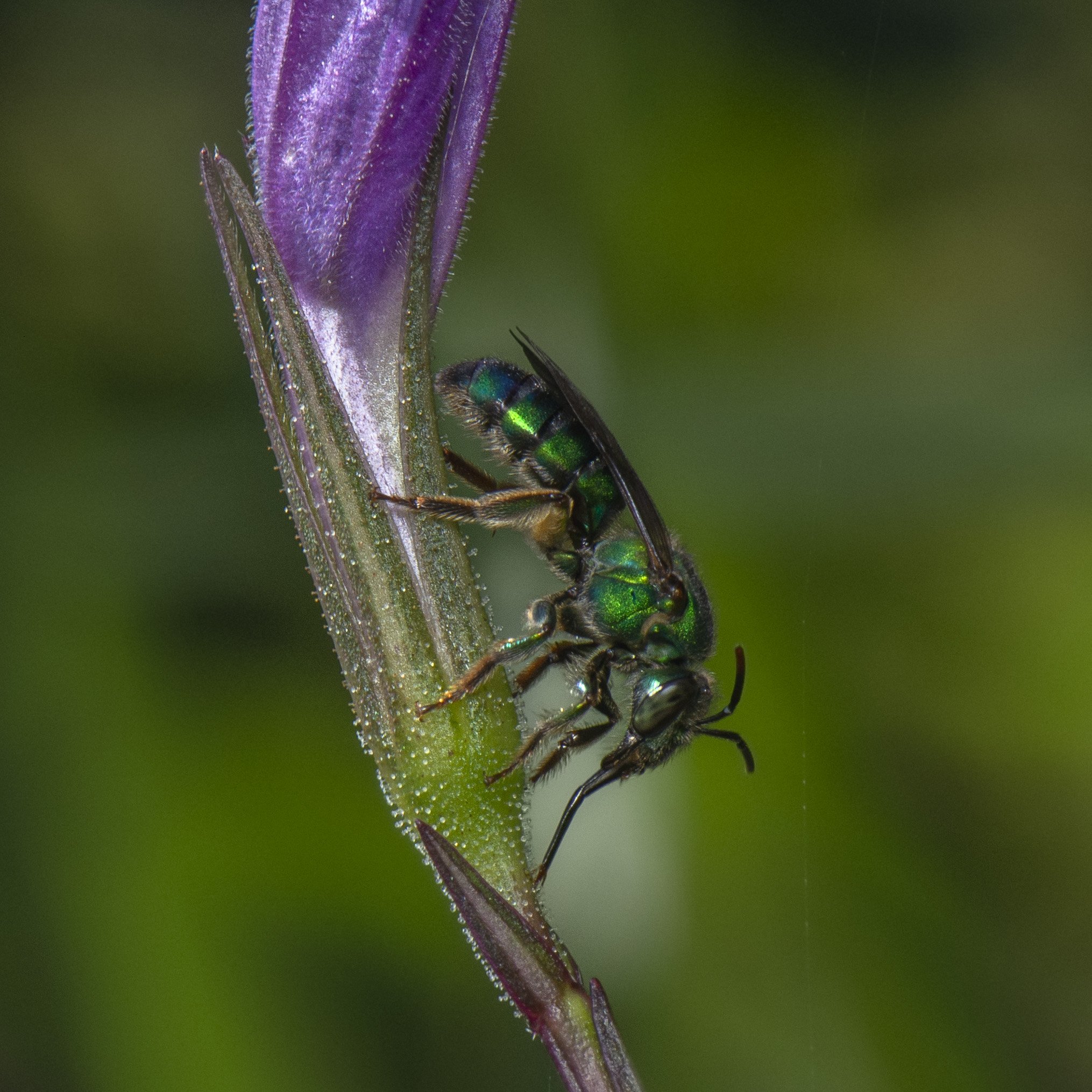 Hymenoptera - 106.JPG