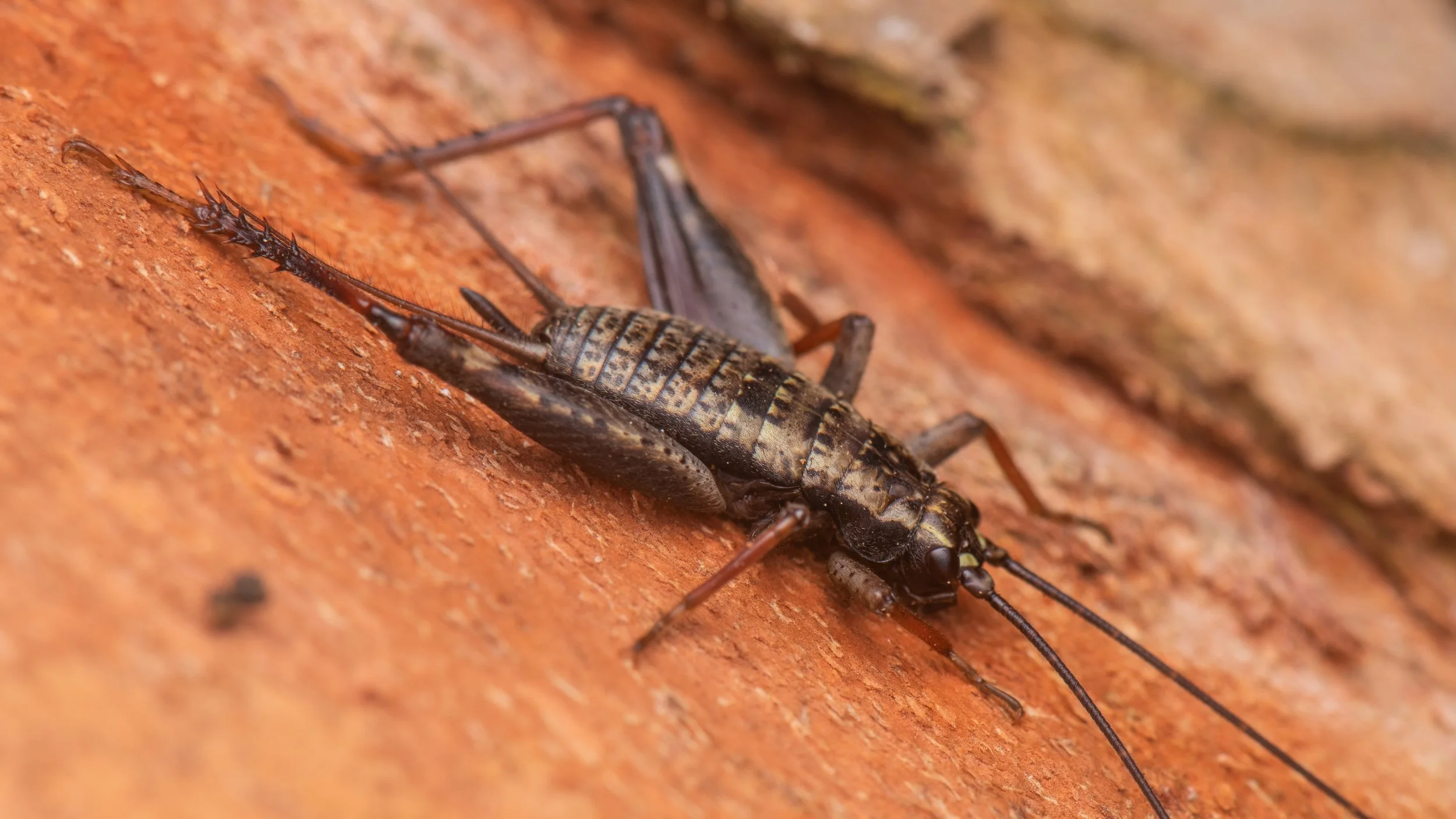 Orthoptera - 65.jpeg