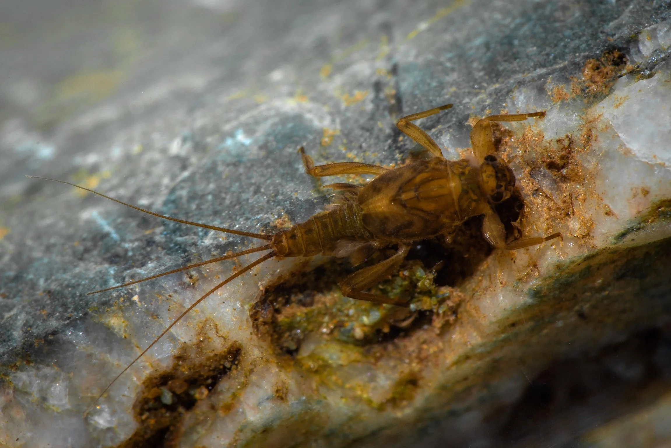 Leptohyphidae - 11.jpeg