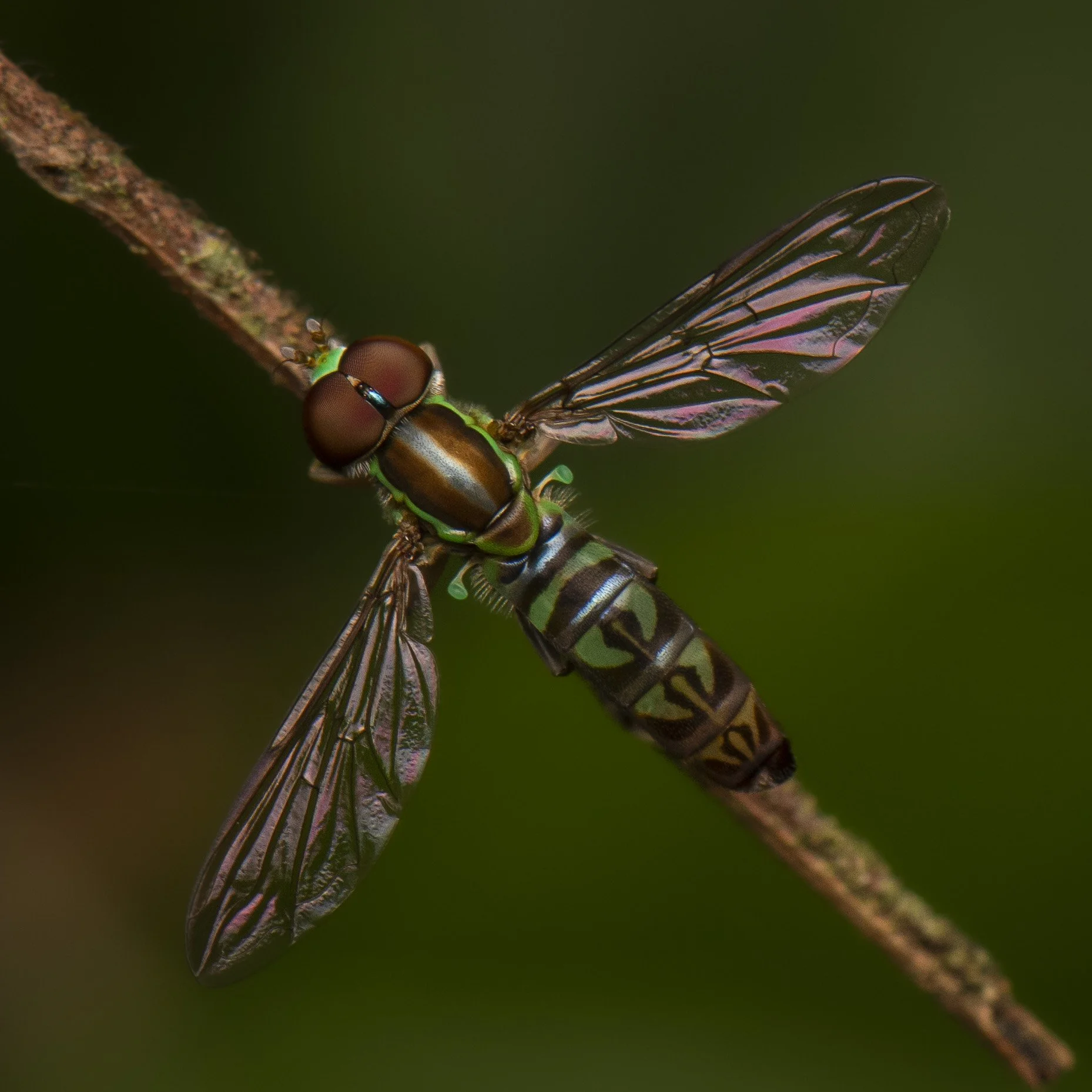 Diptera - 20.jpg