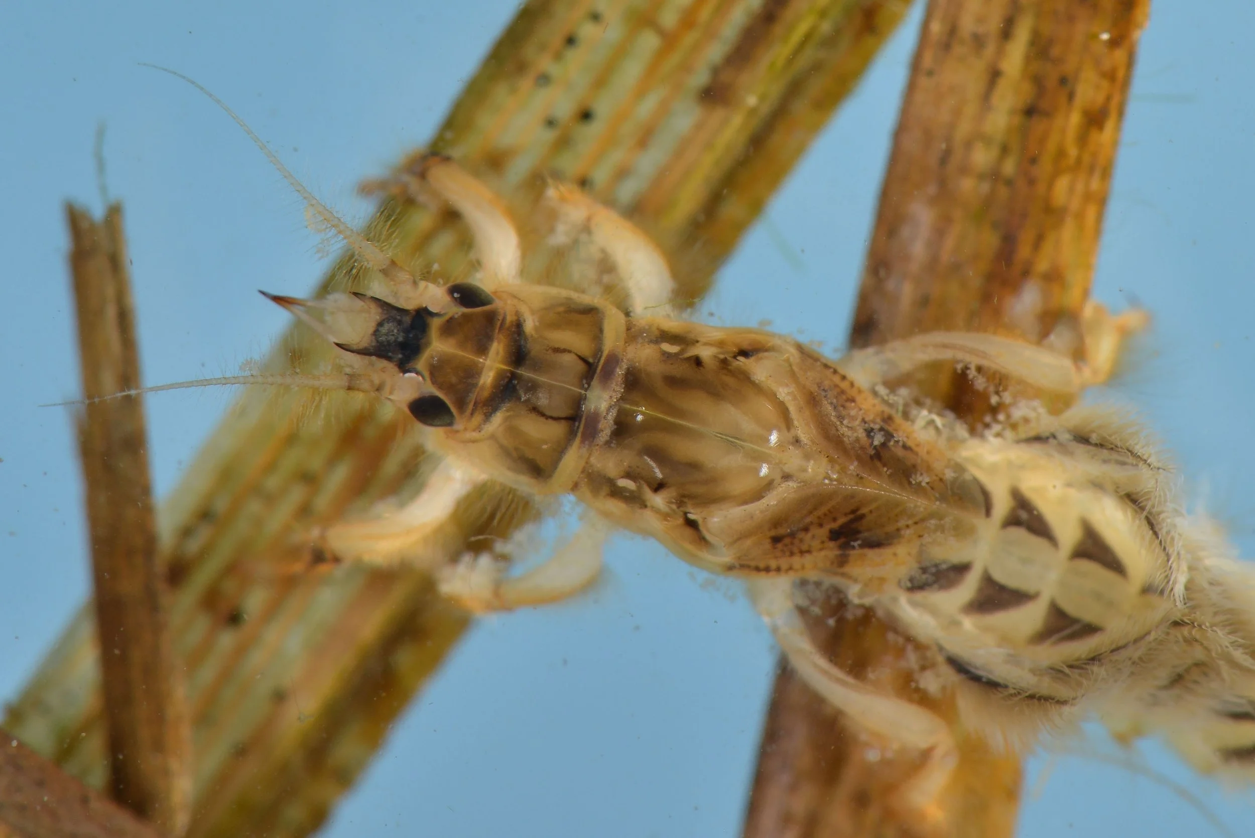 Ephemeroptera - 12.jpeg