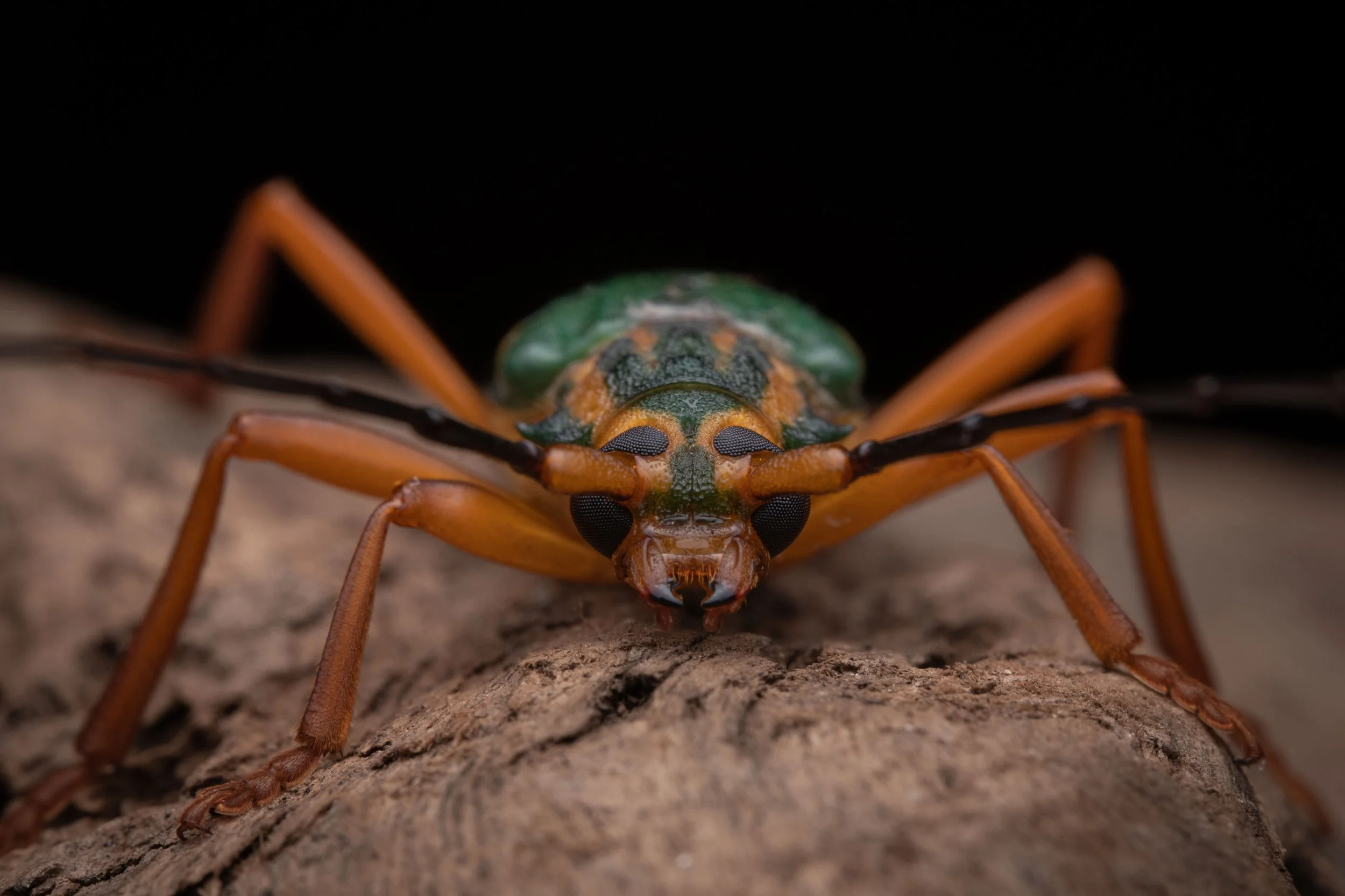 Coleoptera - 77.jpeg