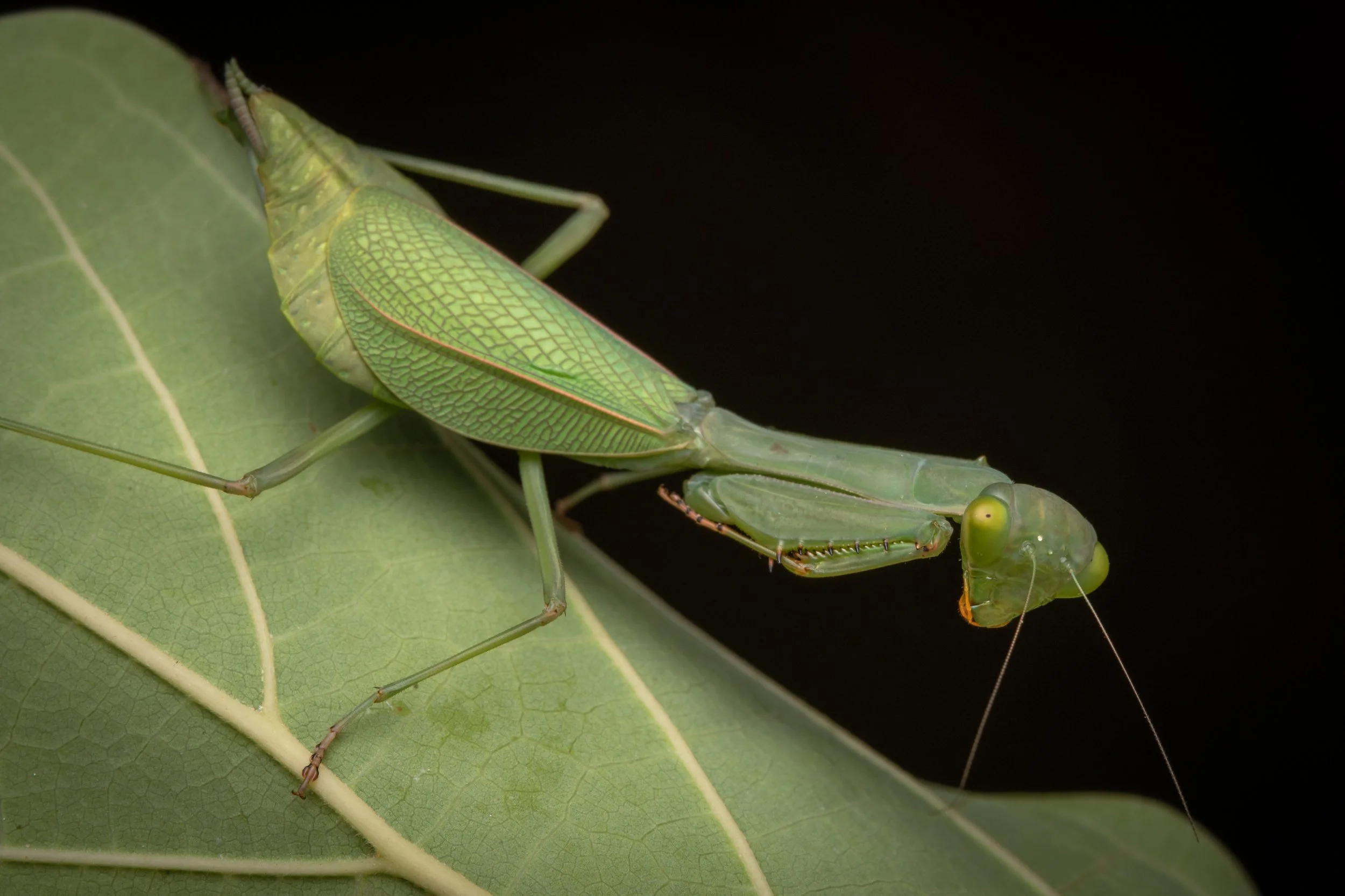 Mantodea - 34.jpg