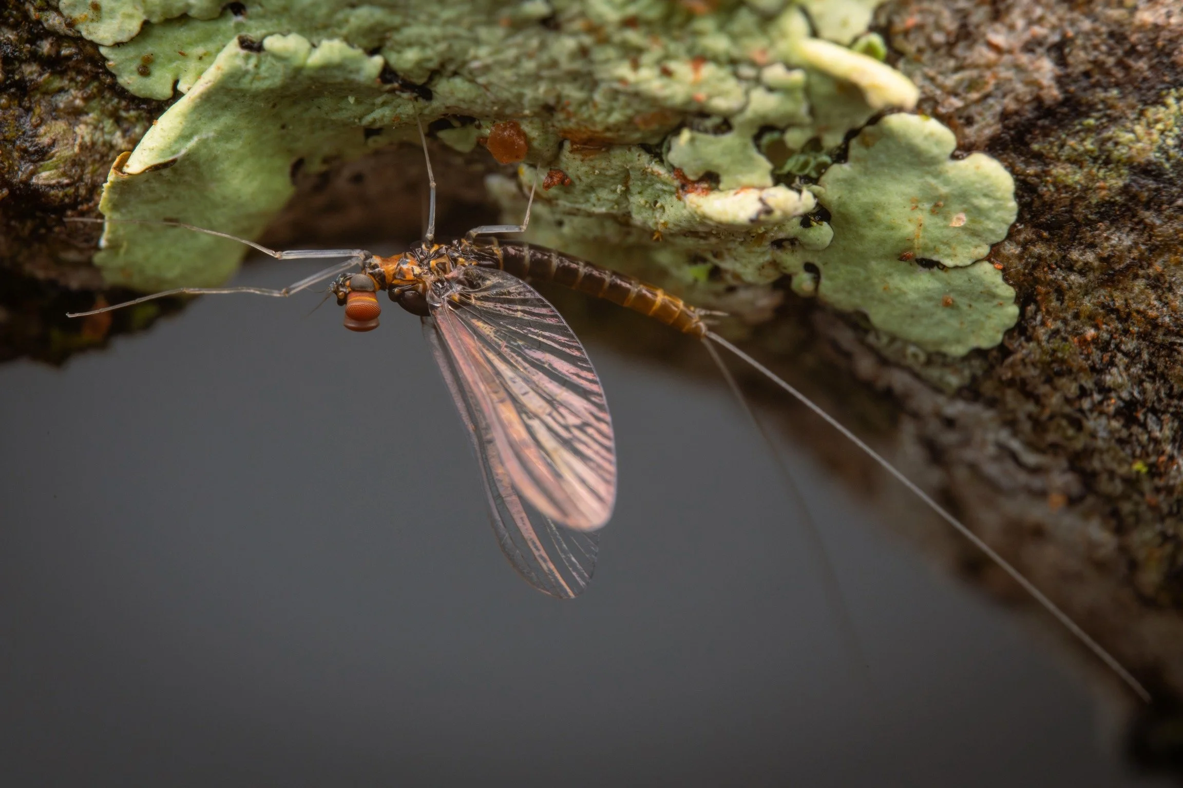 Baetidae - 55.jpeg