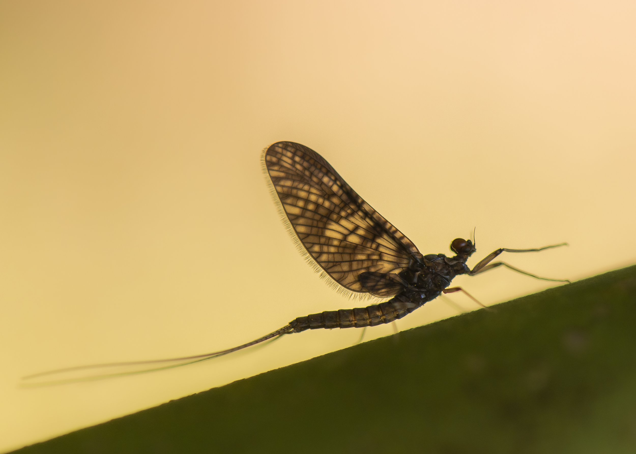 Ephemeroptera - 57.JPG