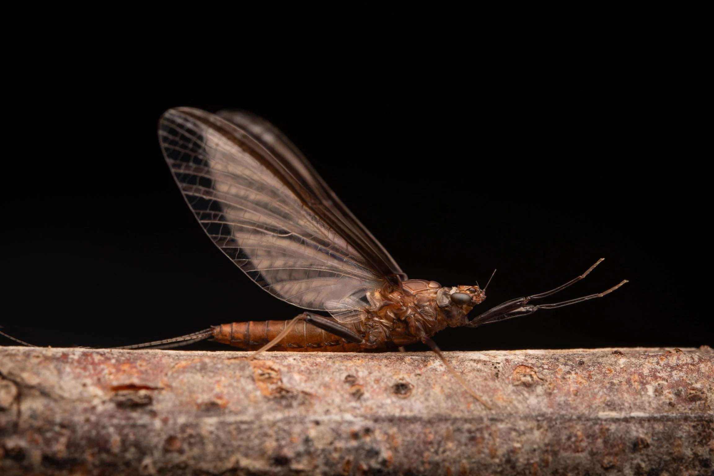 Leptophlebiidae - 74.jpeg