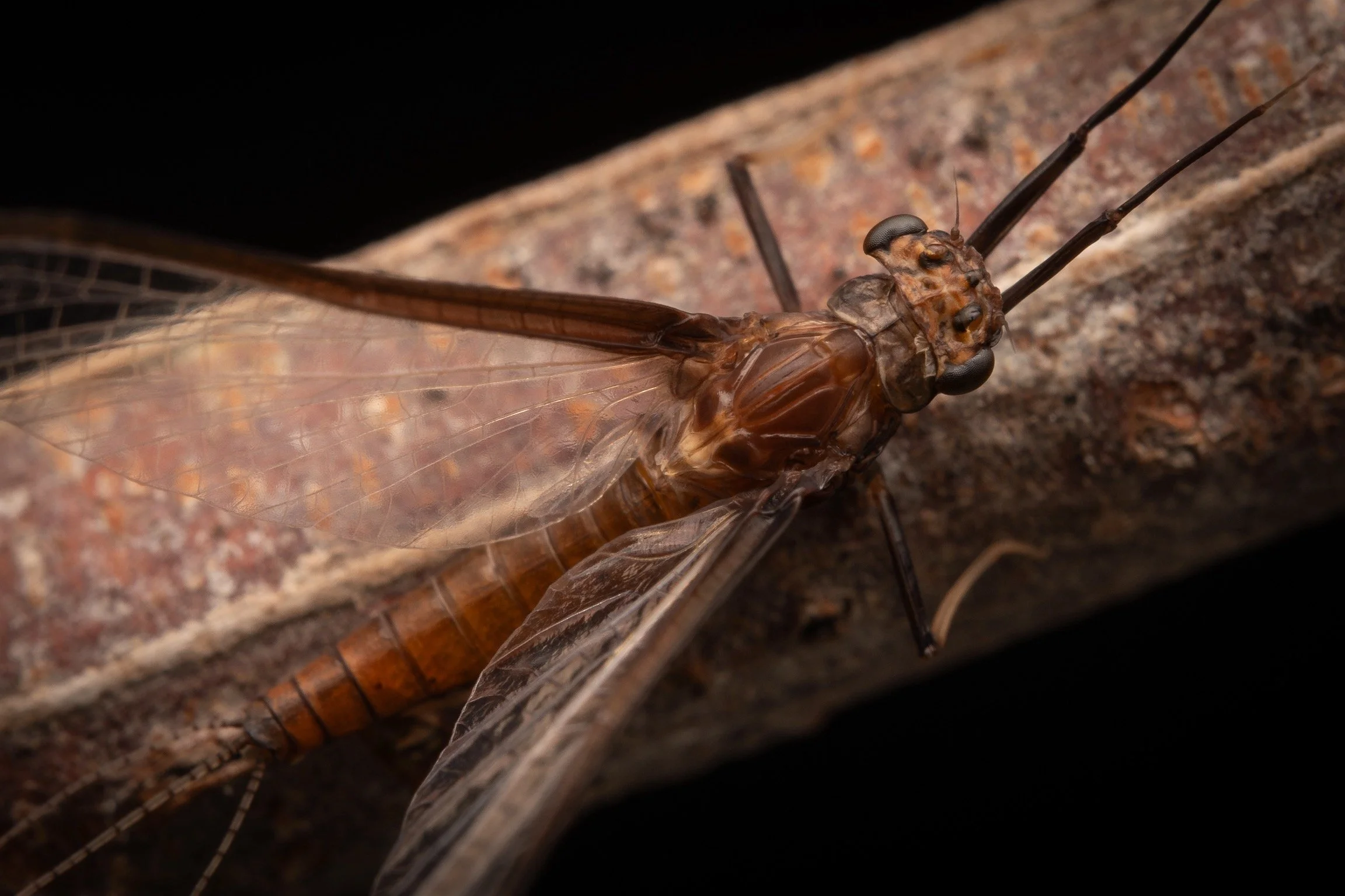 Leptophlebiidae - 75.jpeg