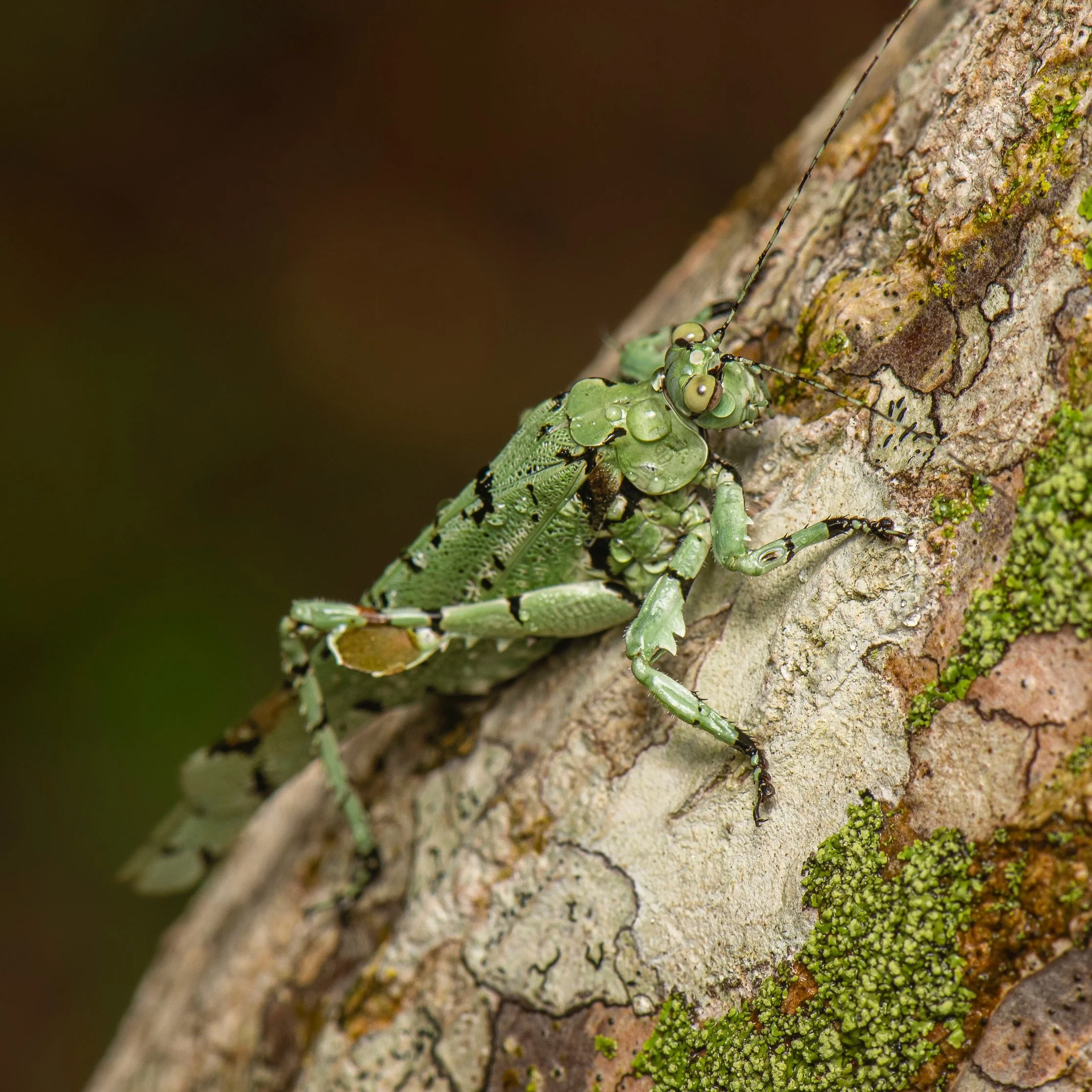 Orthoptera - 90.jpeg