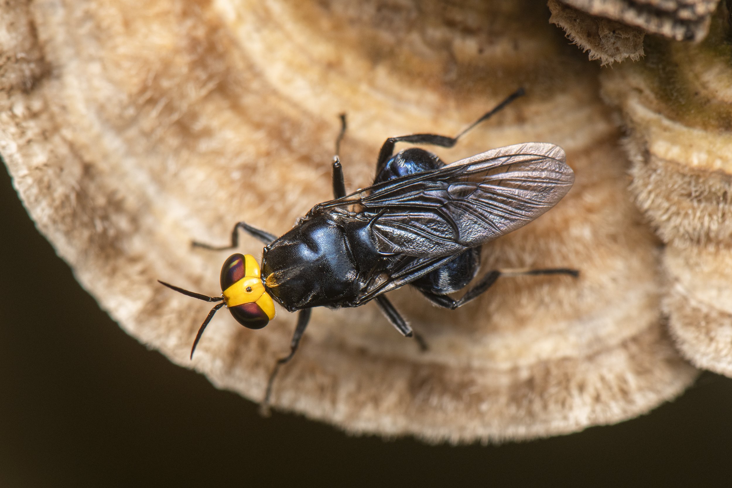 Diptera - 33.JPG