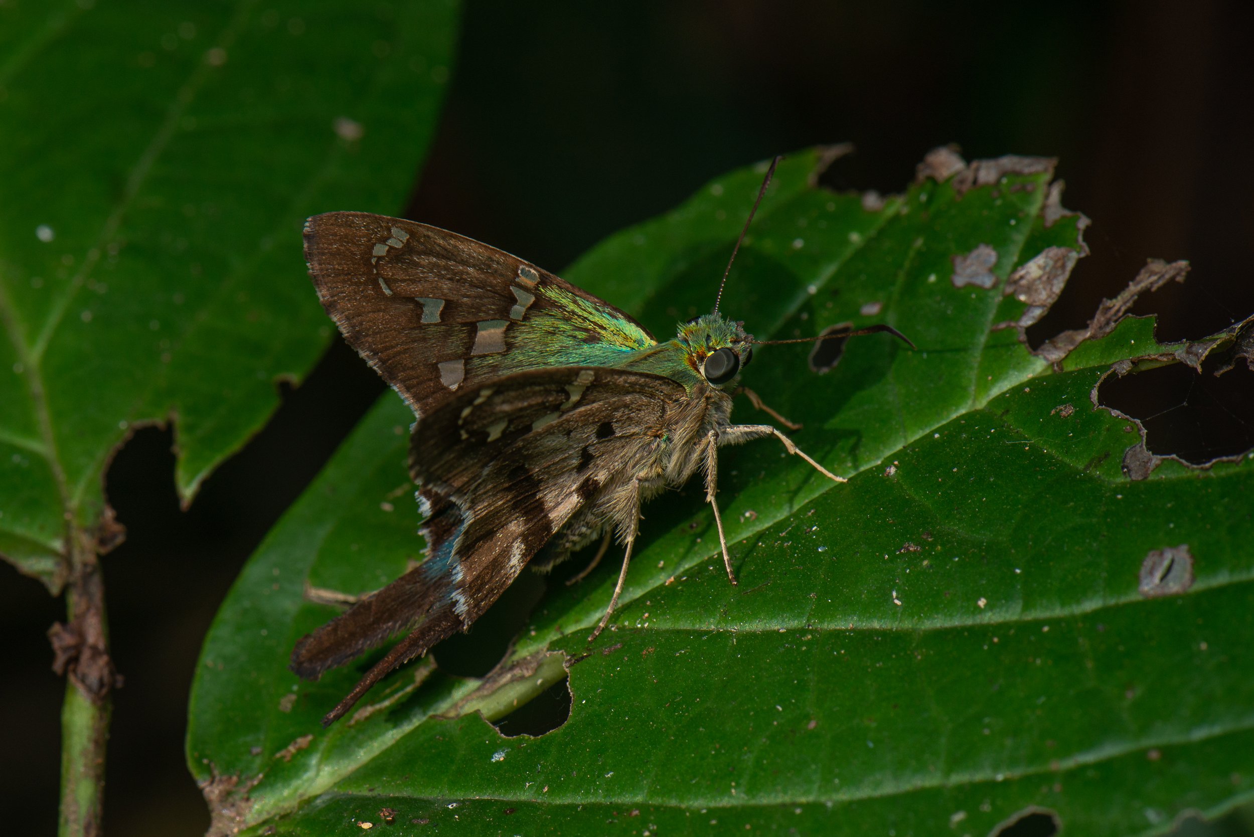 Lepidoptera - 58.jpg