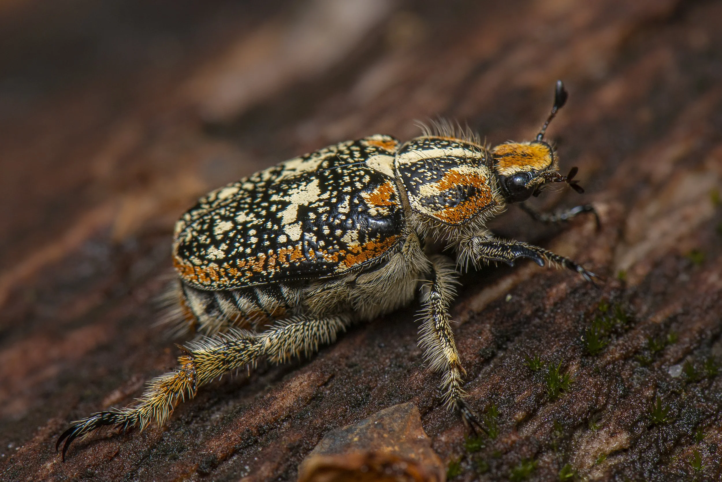 Coleoptera - 124.JPG