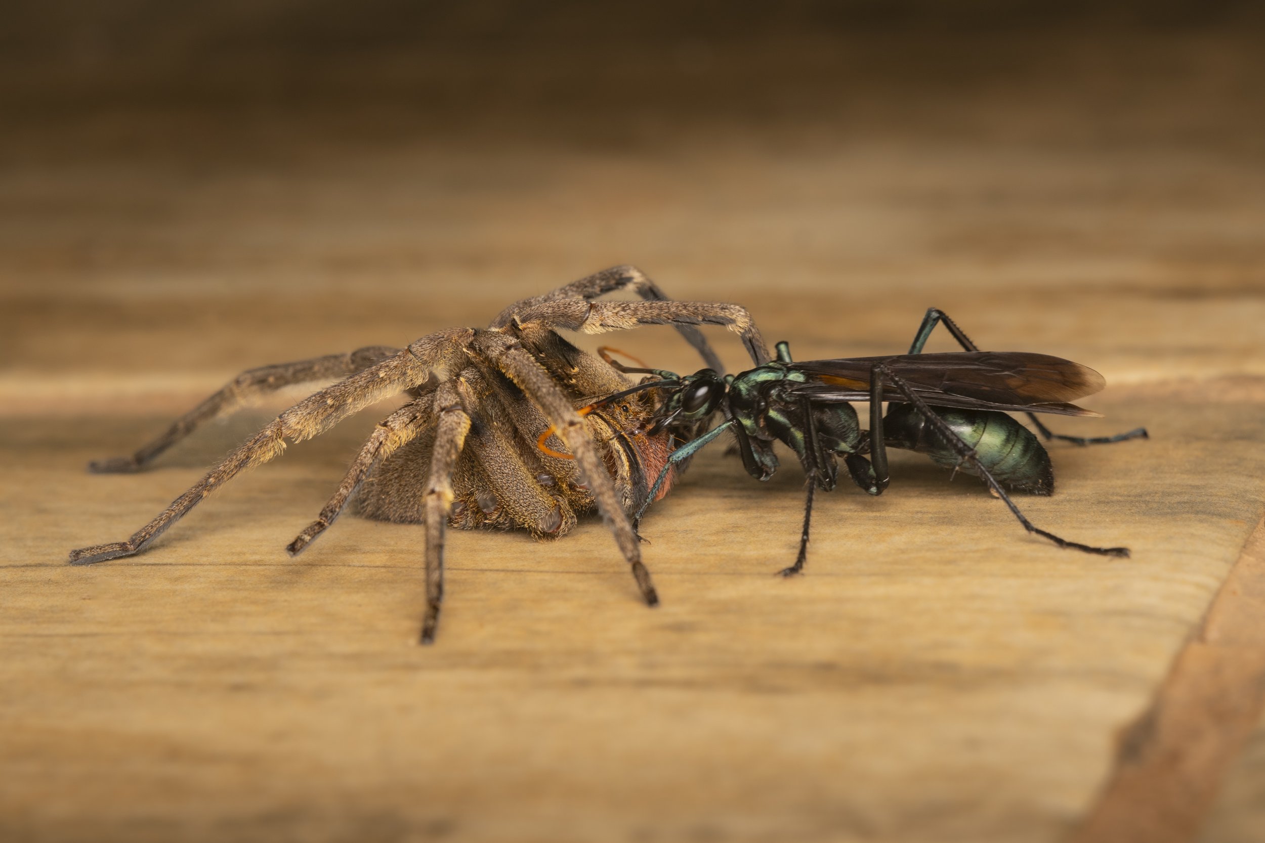 Hymenoptera - 13.jpg