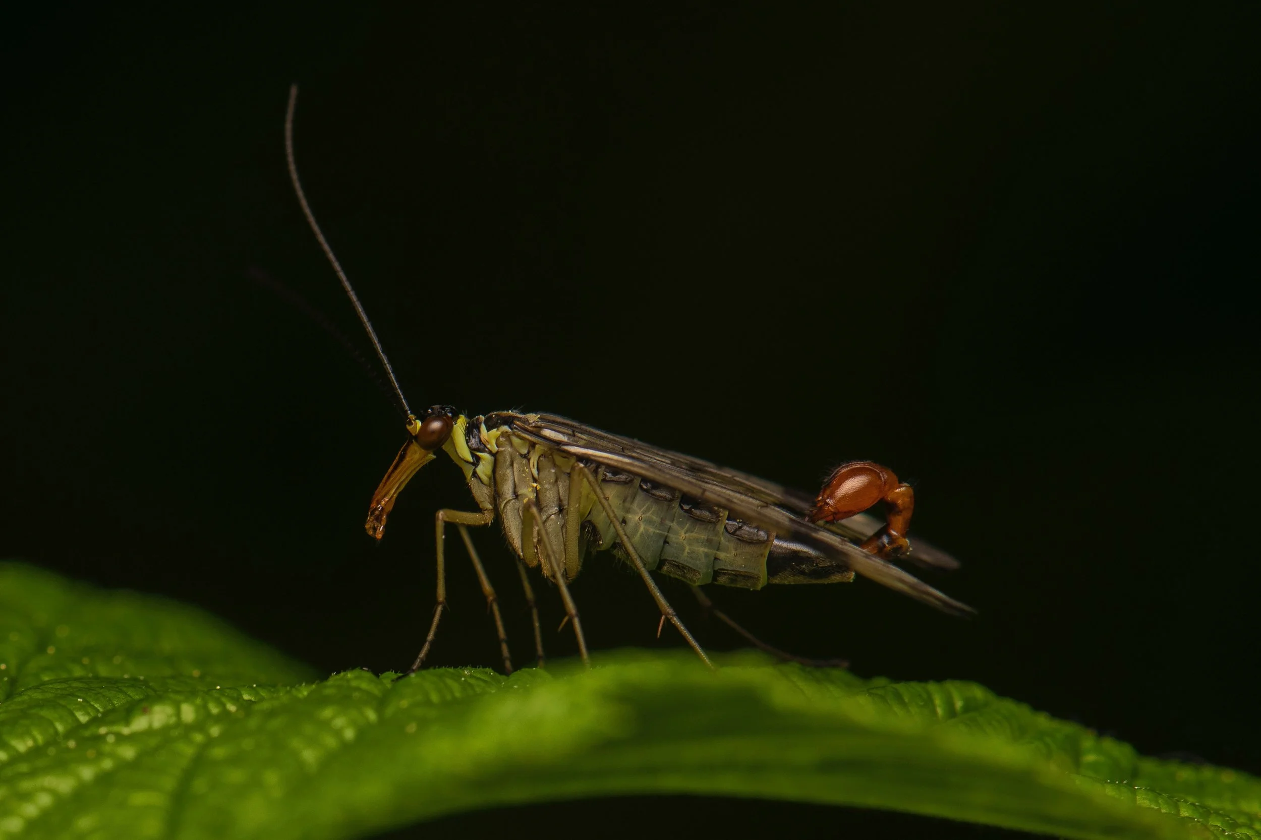 MECOPTERA