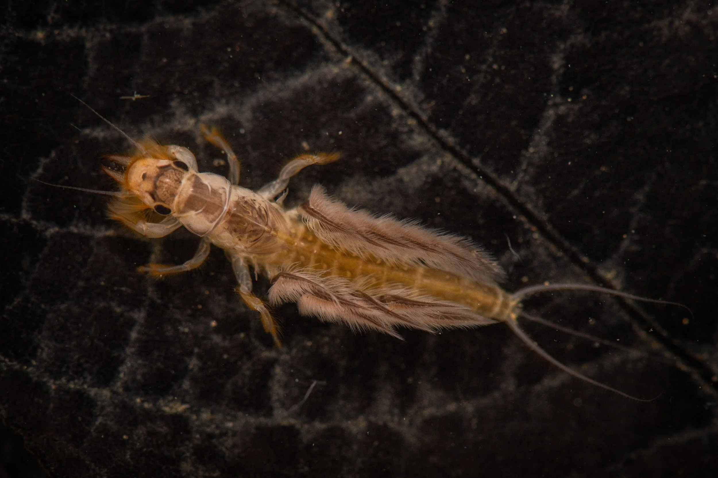 Ephemeroptera - 61.jpg