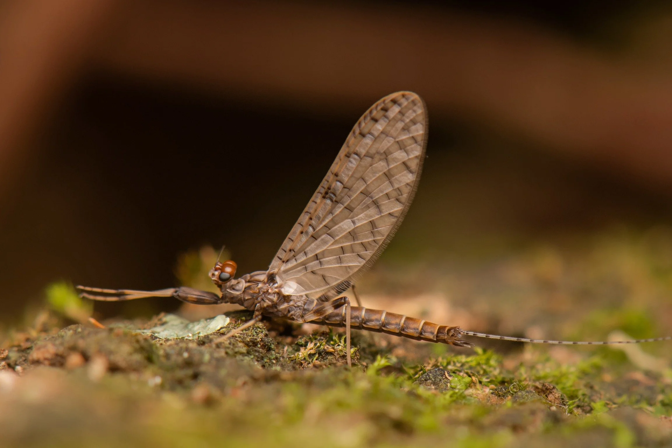 Leptophlebiidae - 44.jpeg