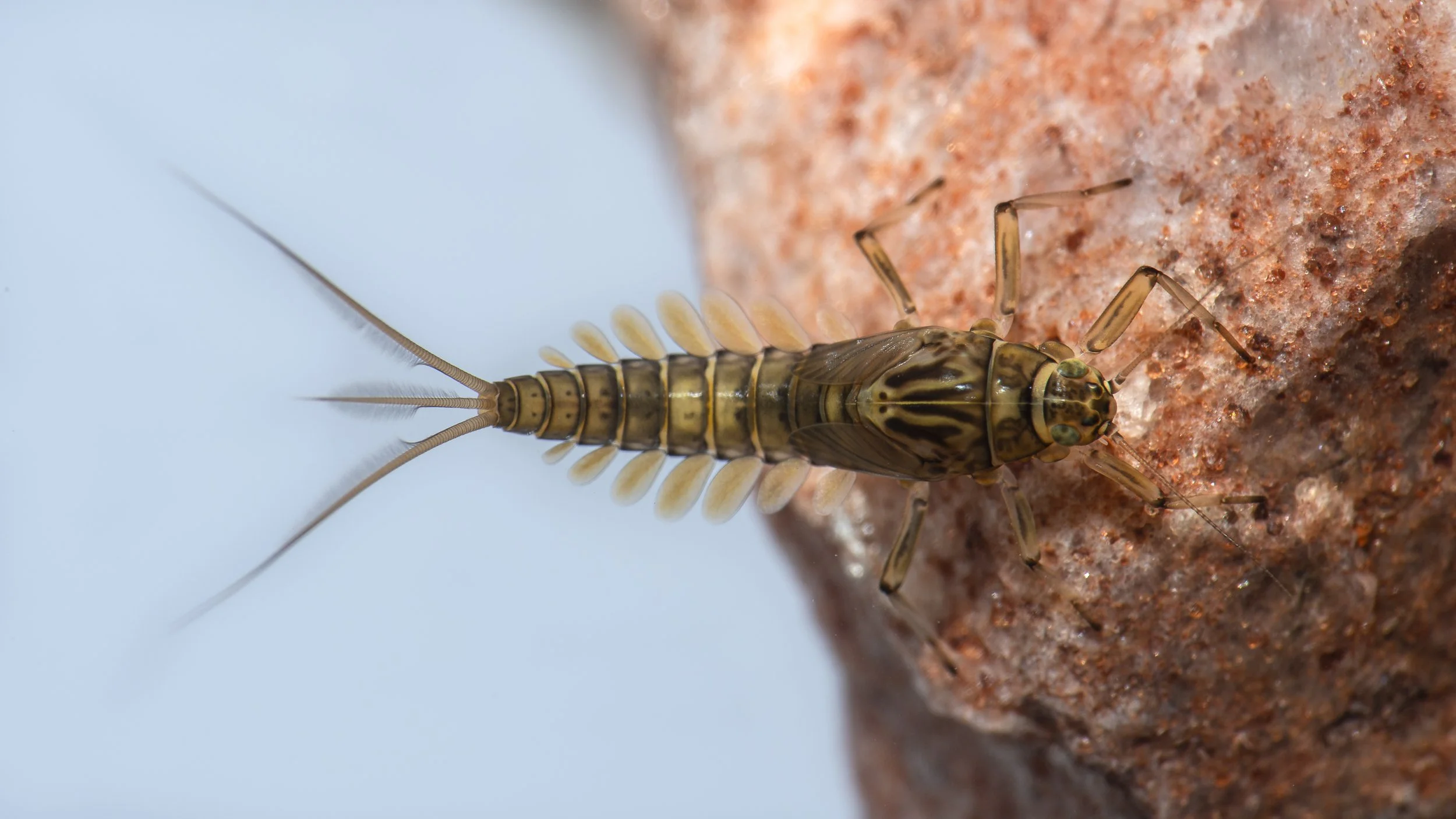 Ephemeroptera - 54.JPG