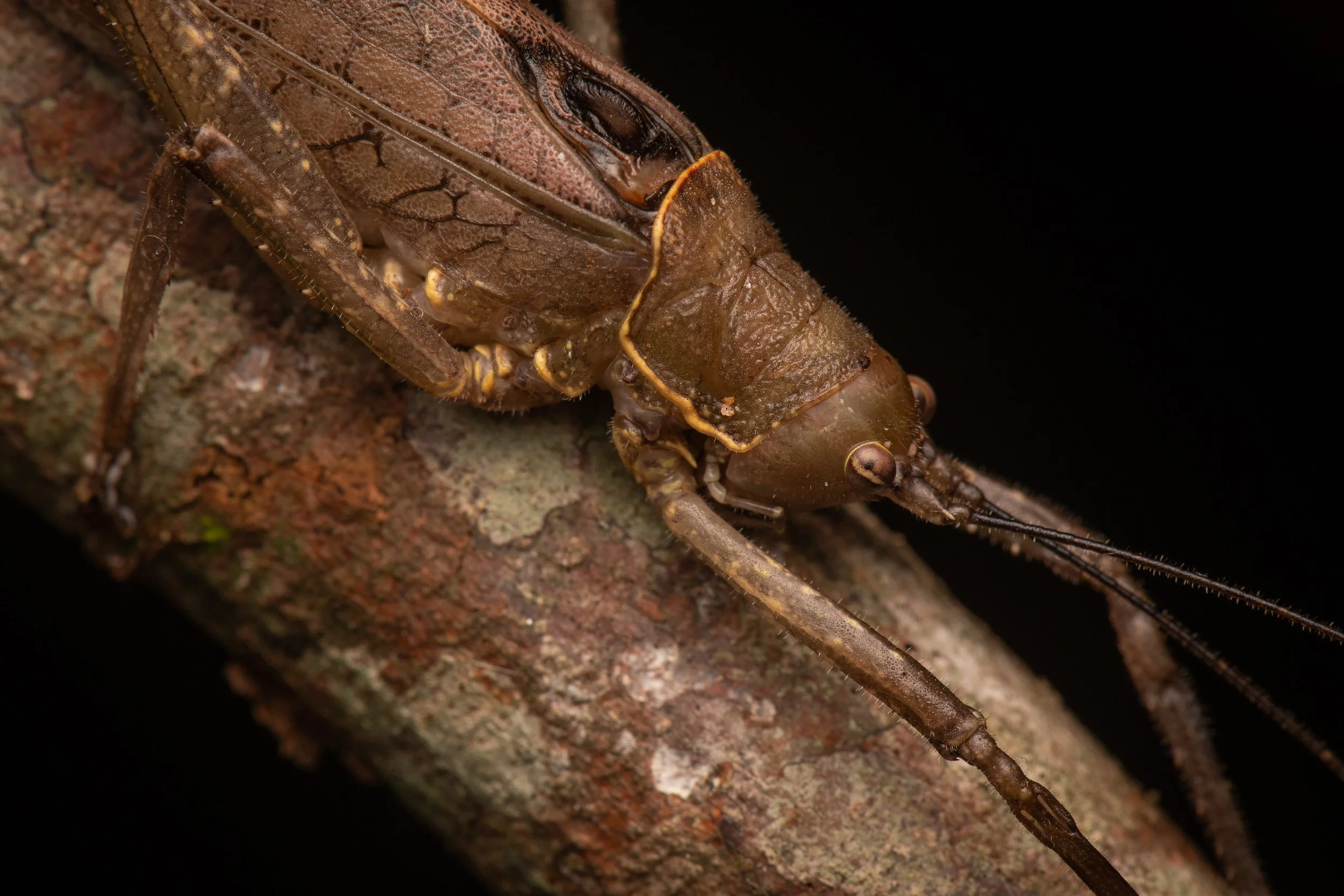 Orthoptera - 50.jpeg