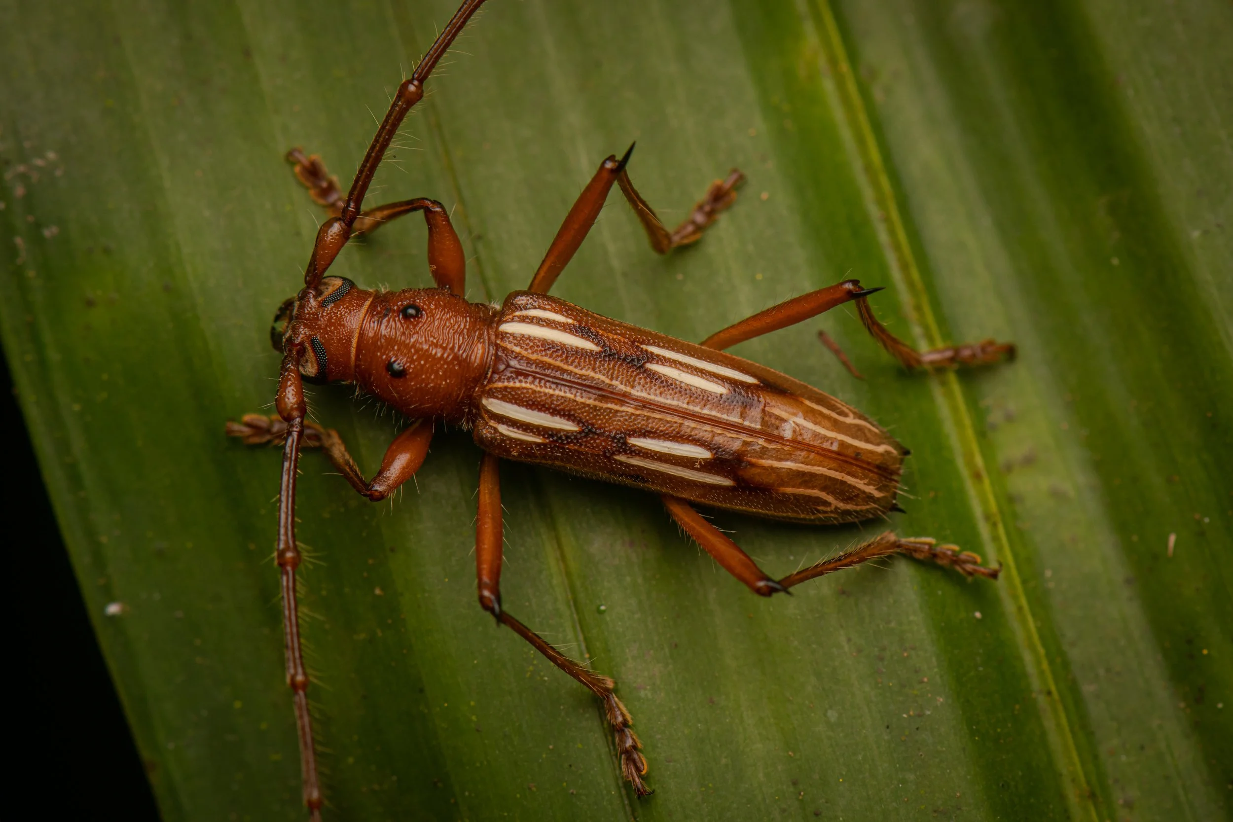 Coleoptera - 108.jpg