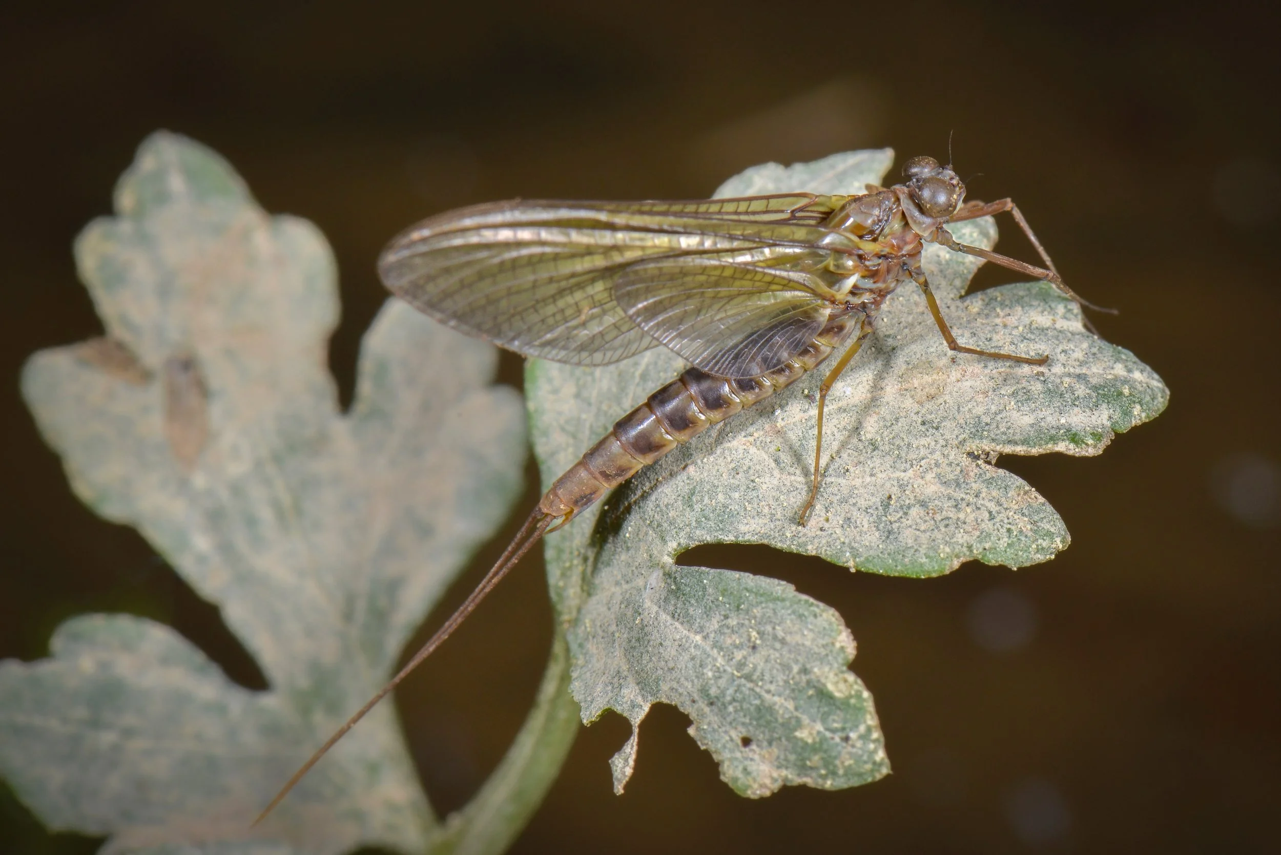 Siphlonuridae - 3.jpeg