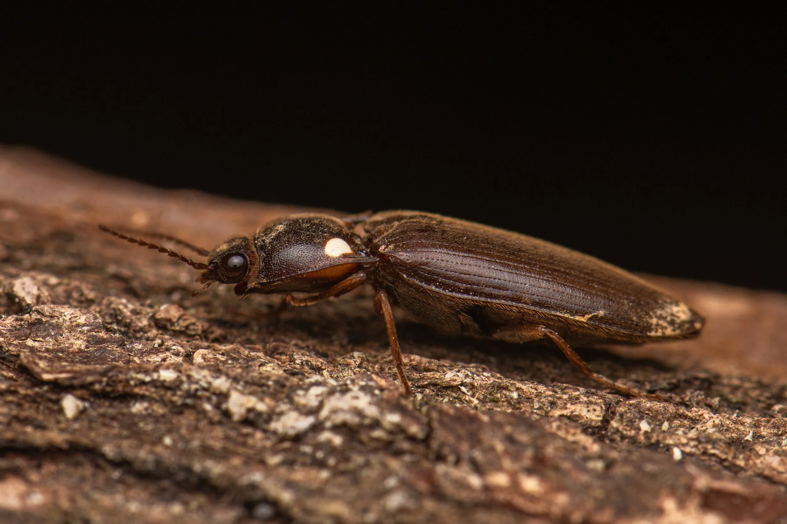 Coleoptera - 121.jpg