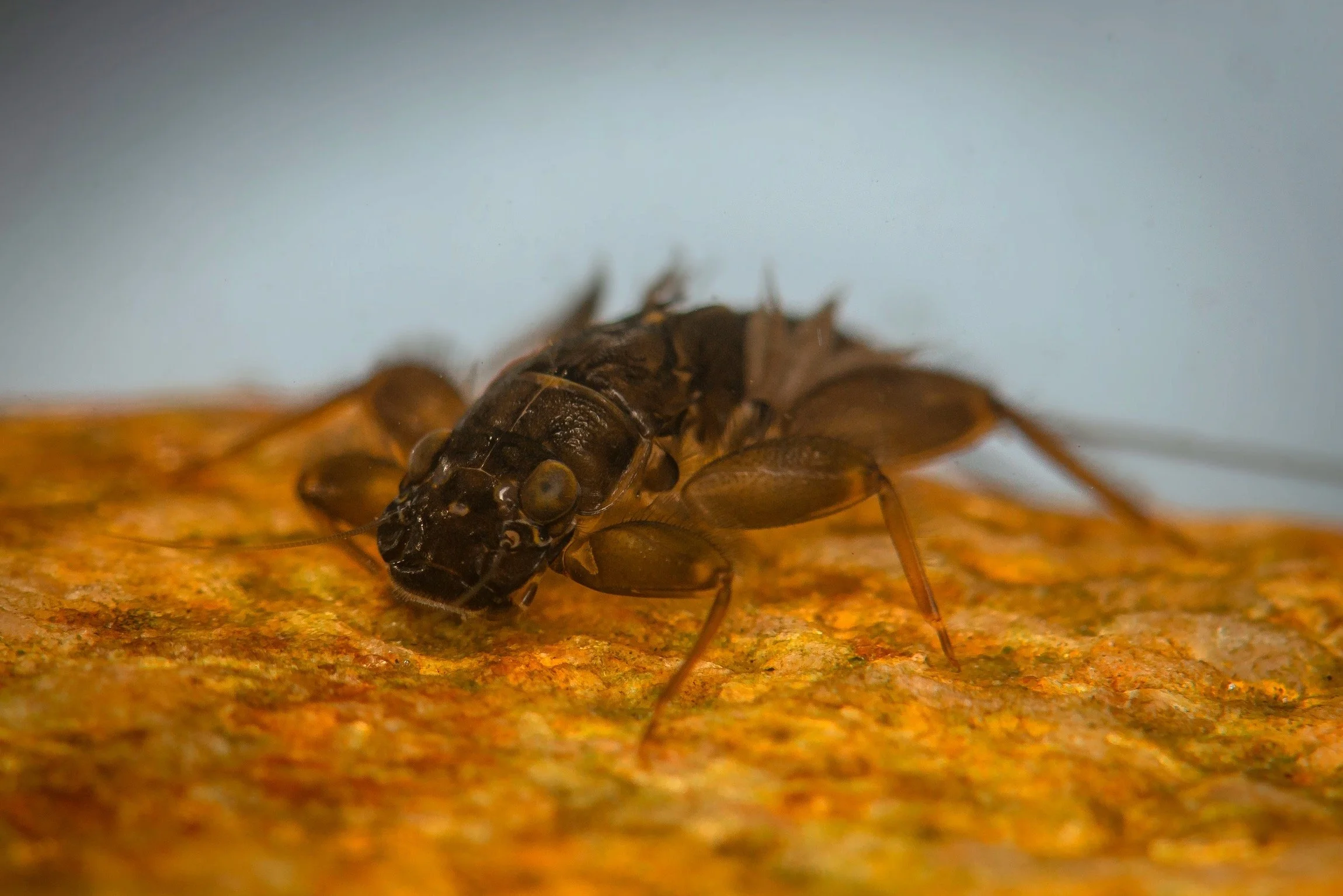 Leptophlebiidae - 38.jpeg