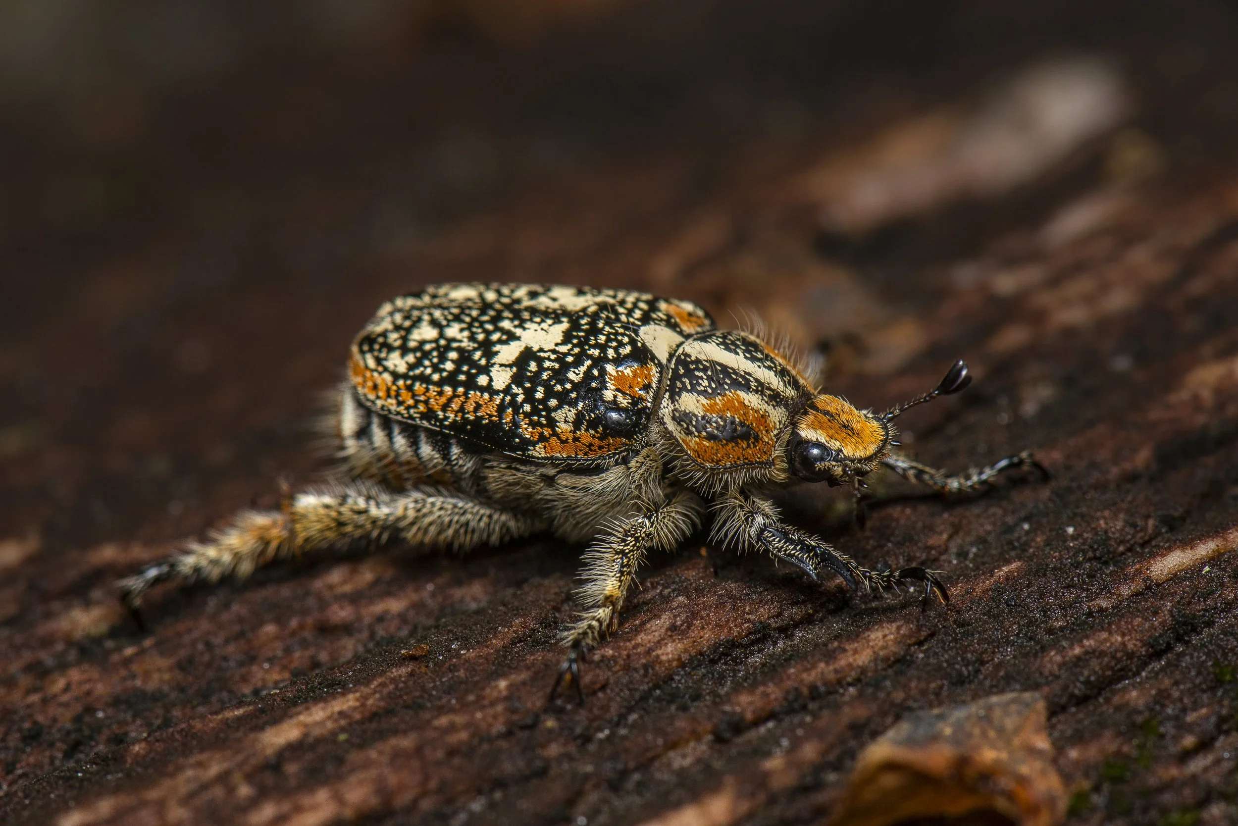 Coleoptera - 125.JPG