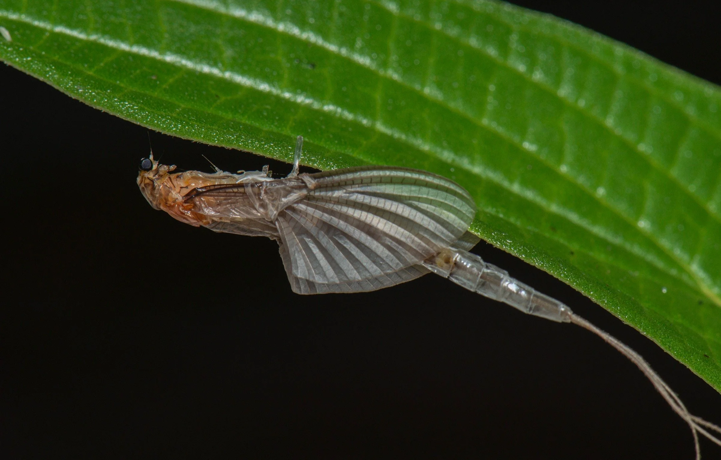 Euthyplociidae - 4.jpeg